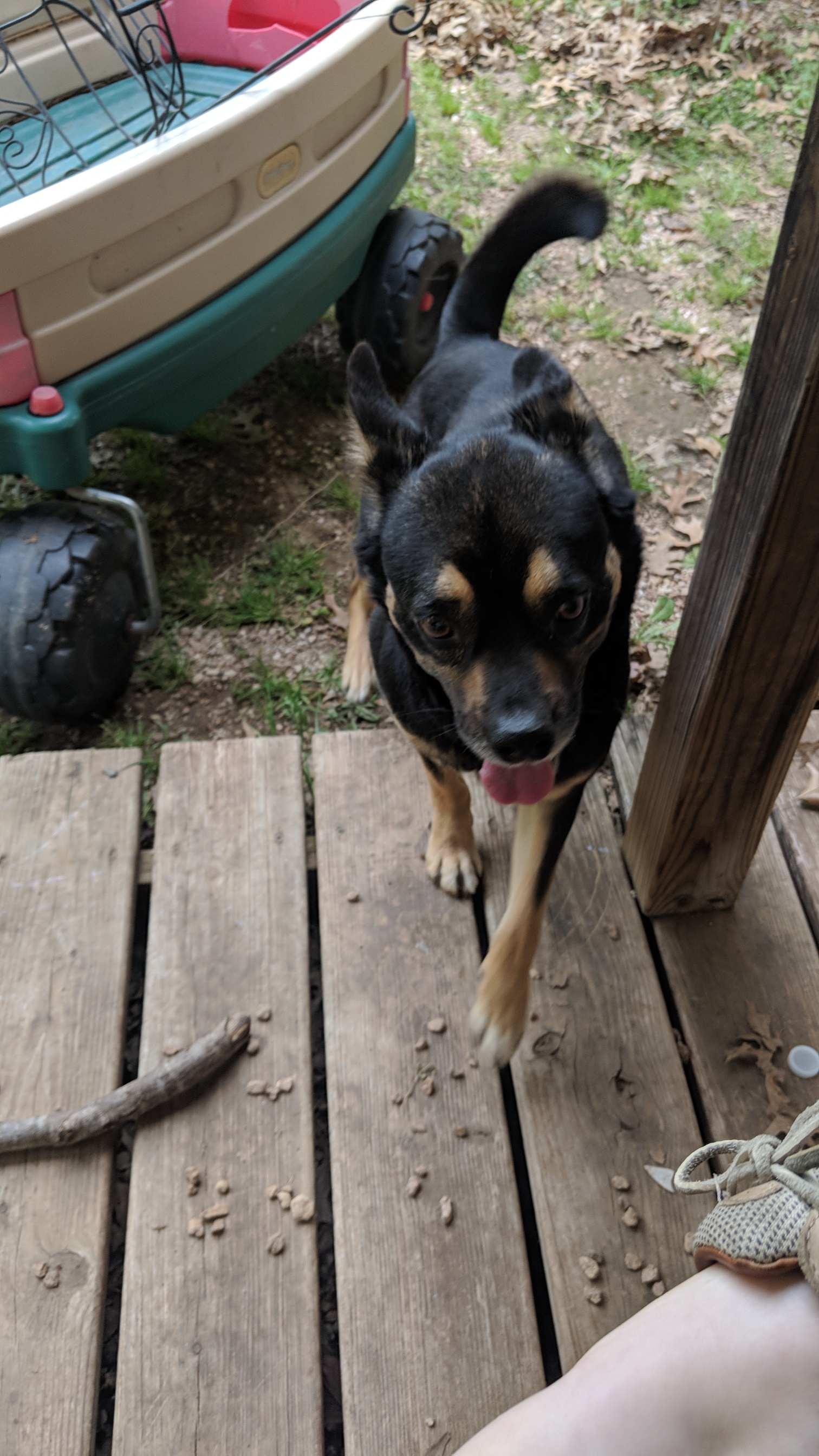 adoptable Dog in Crawford,TX named Dallas
