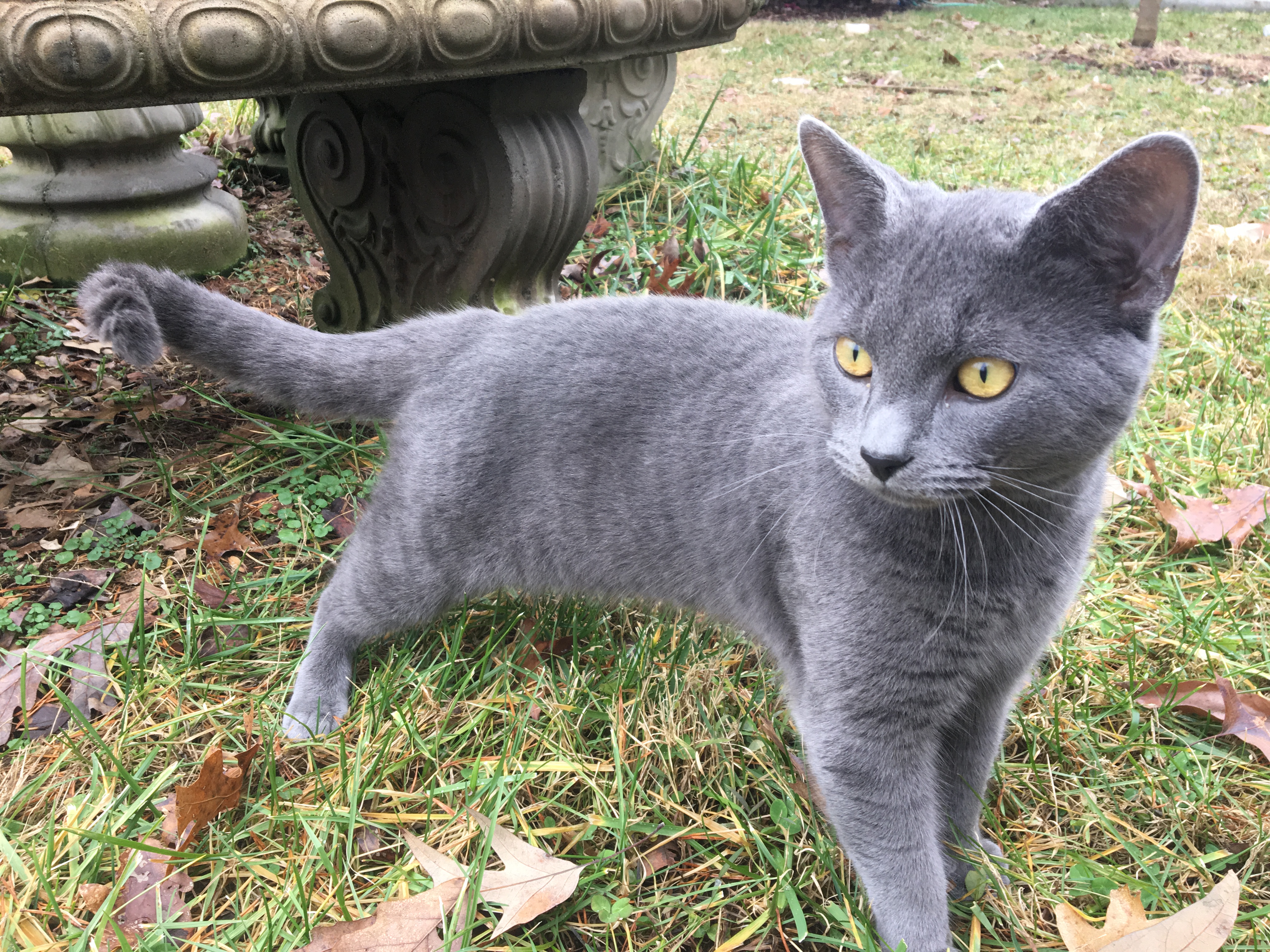 adoptable Cat in Mount Airy,NC named Tony