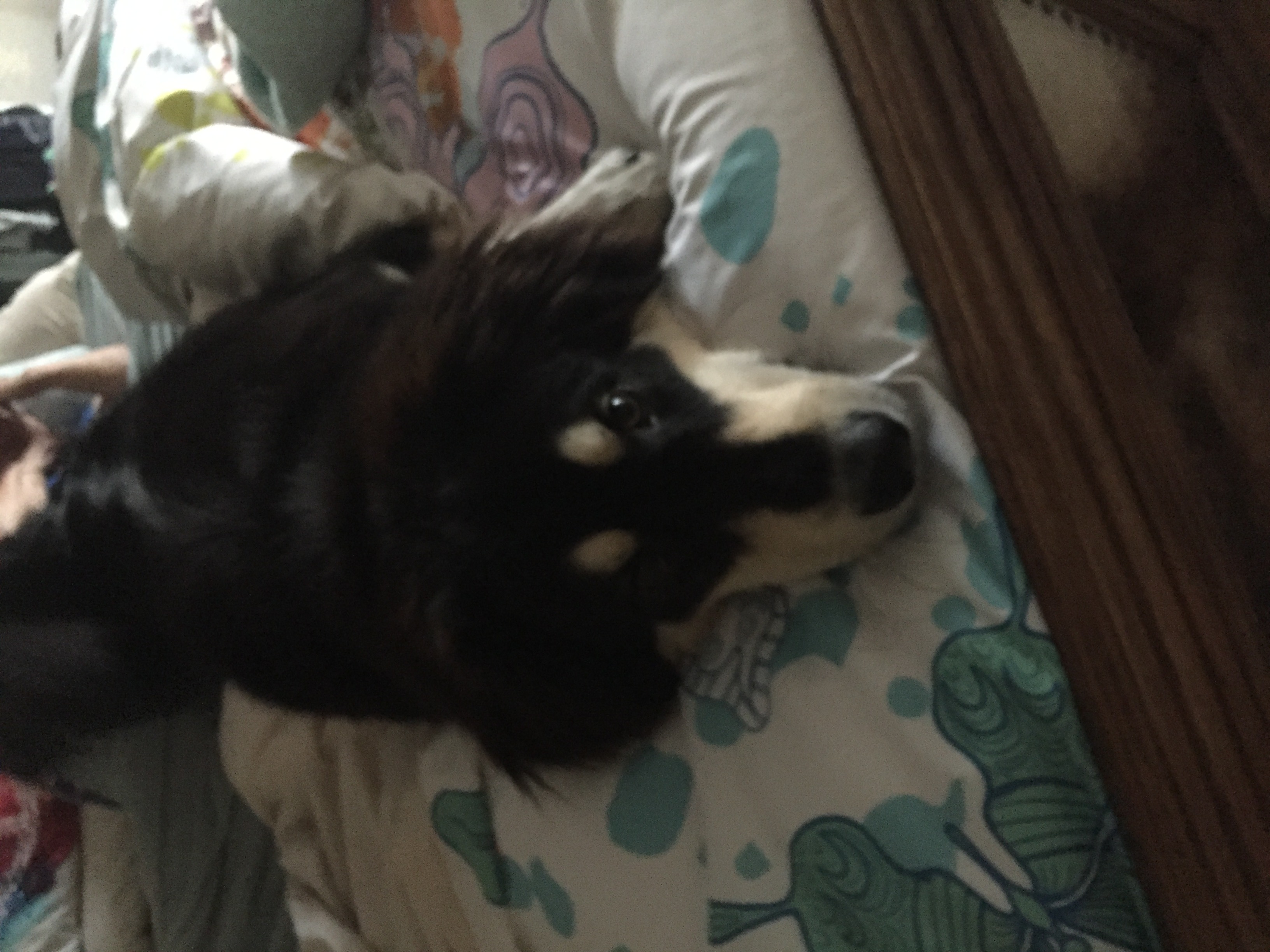 adoptable Dog in Corpus Christi,TX named 