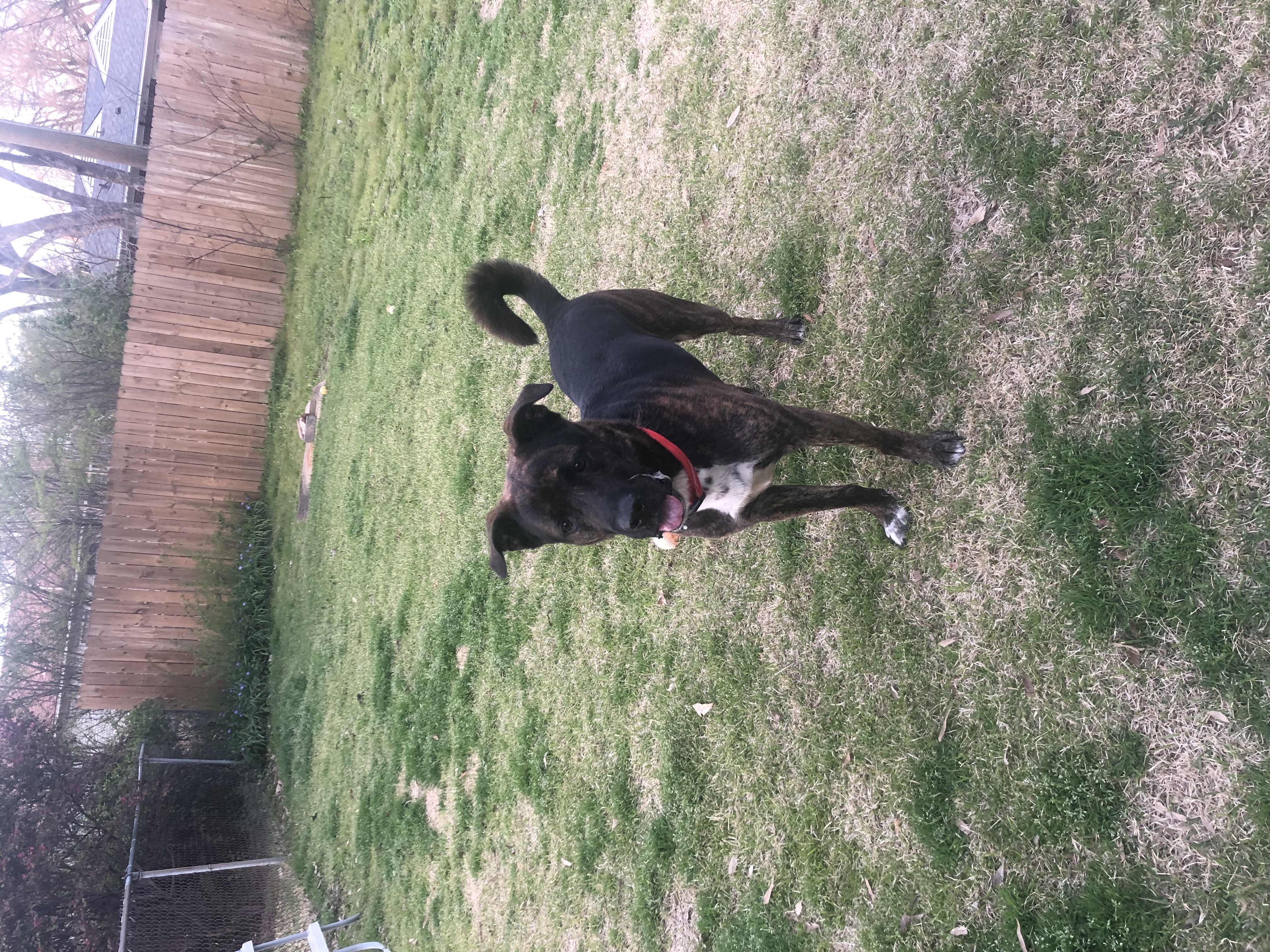 adoptable Dog in Memphis,TN named Roscoe