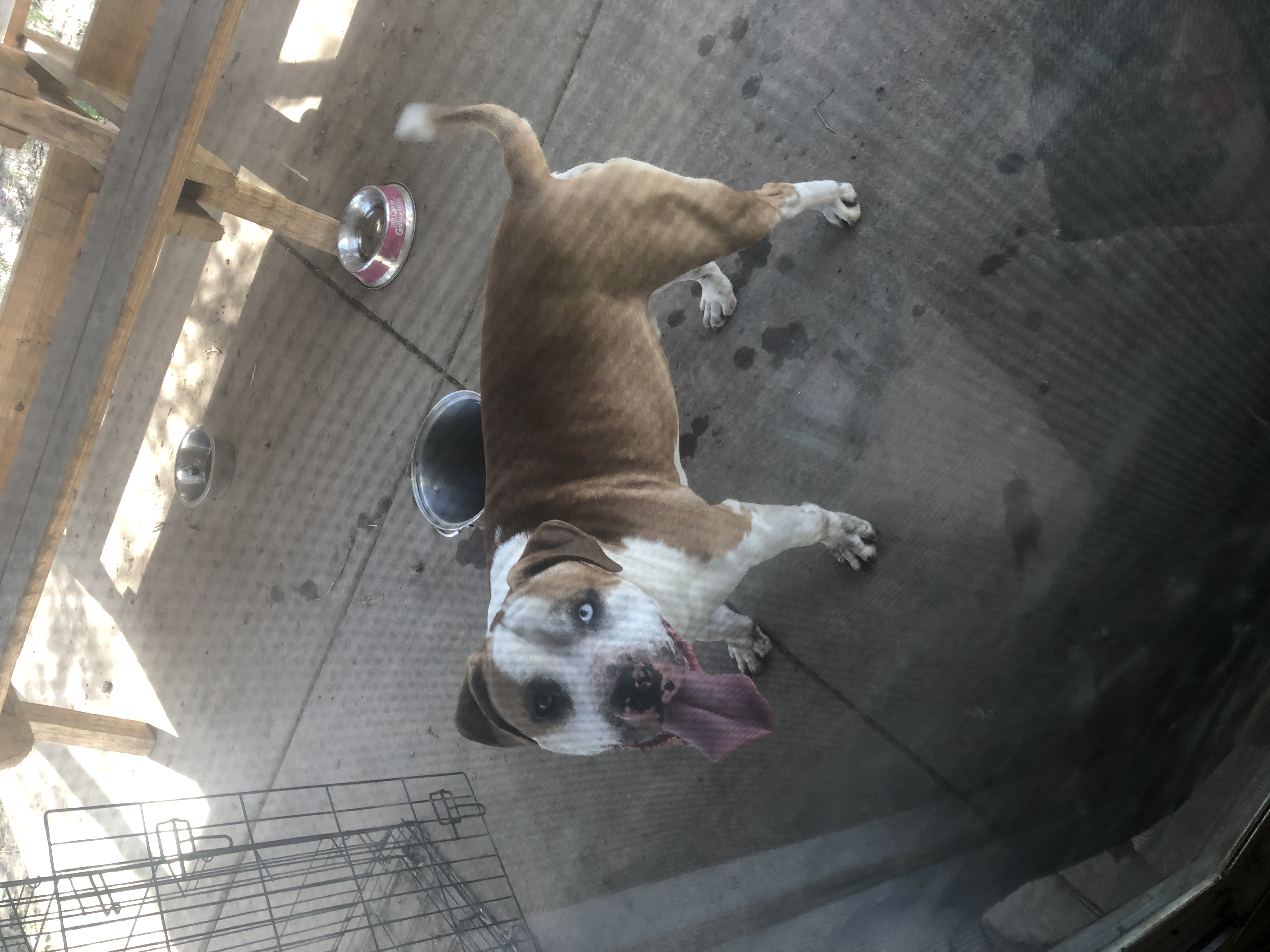 adoptable Dog in Troy,MO named Diesel 