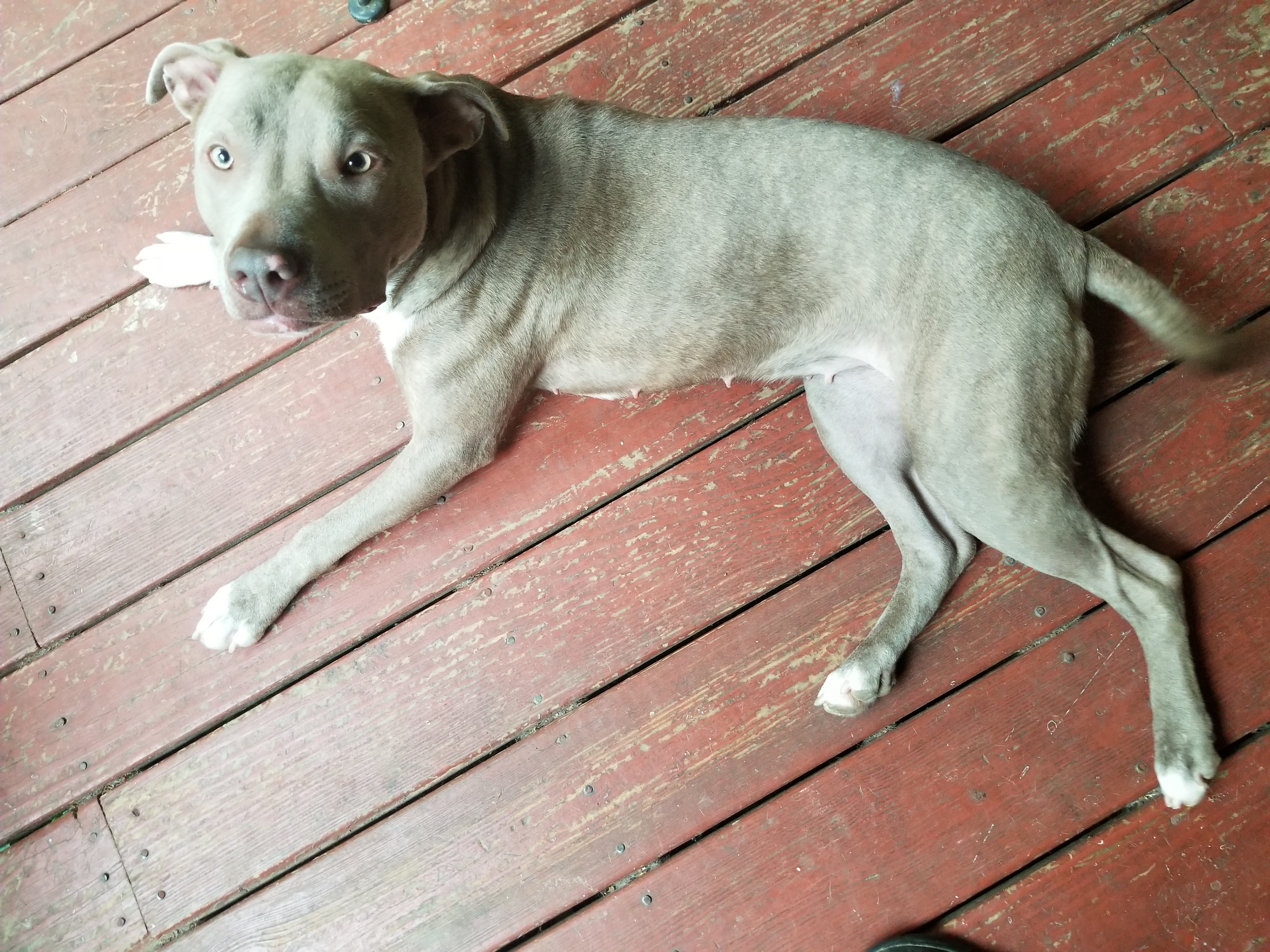 adoptable Dog in Cordova,TN named Luna