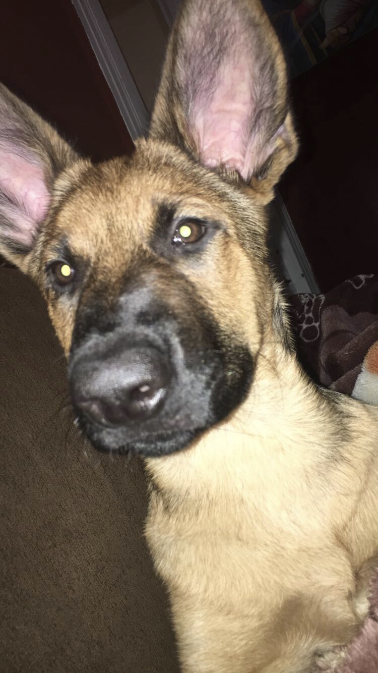 adoptable Dog in Bayonne,NJ named Max