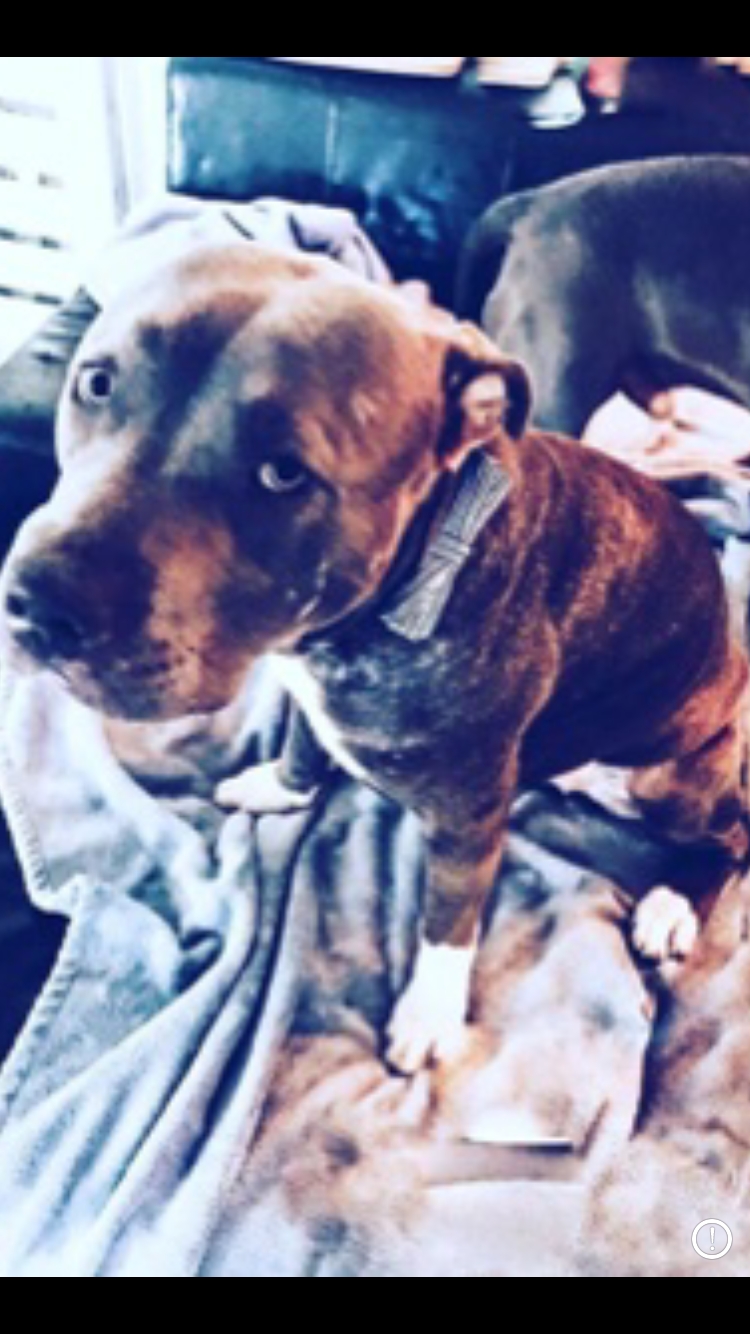 adoptable Dog in Virginia Beach,VA named Bill 