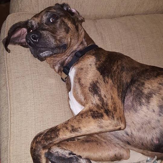 adoptable Dog in Lafayette,LA named Mojo