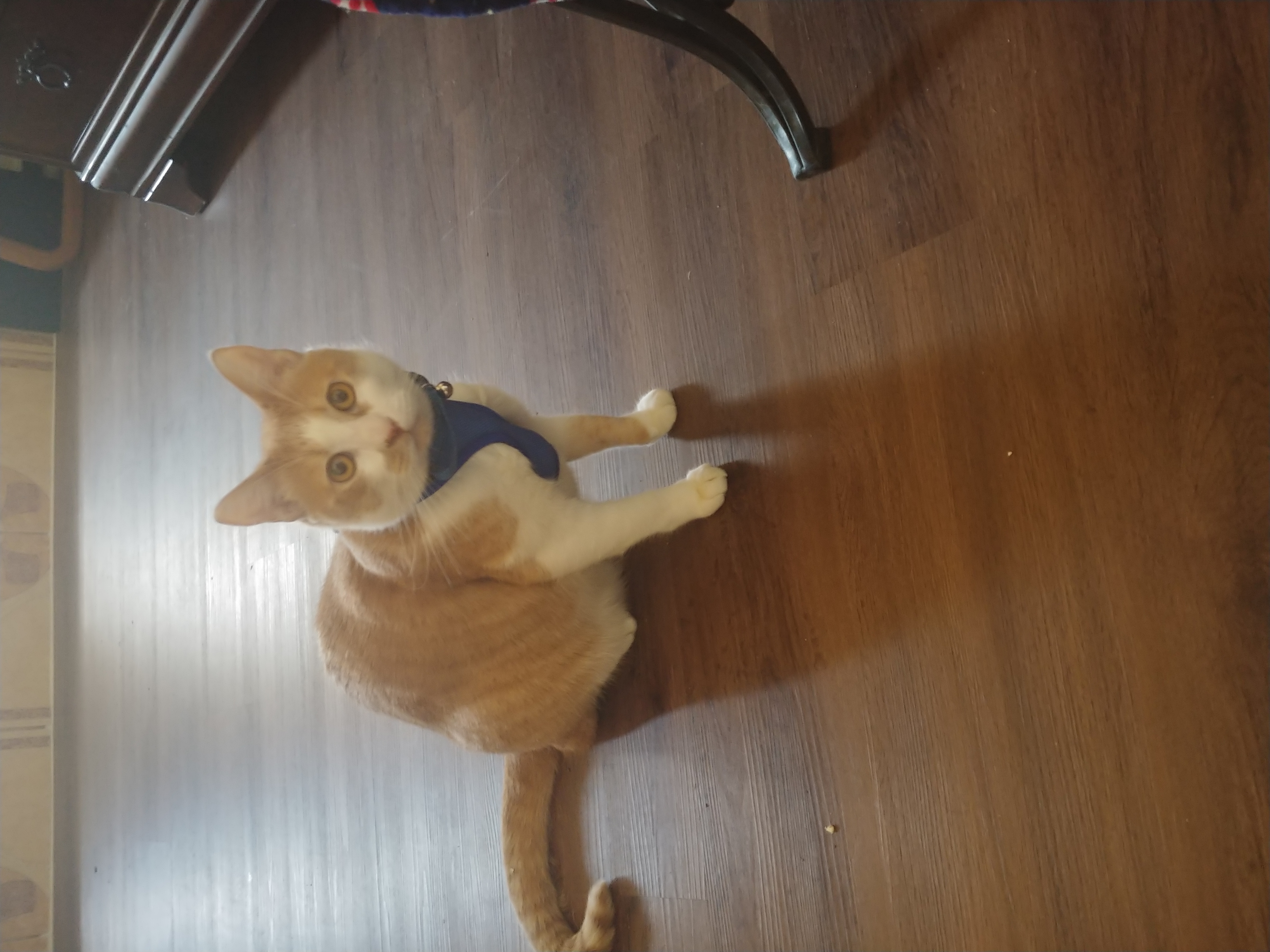 adoptable Cat in Pico Rivera,CA named O'Malley