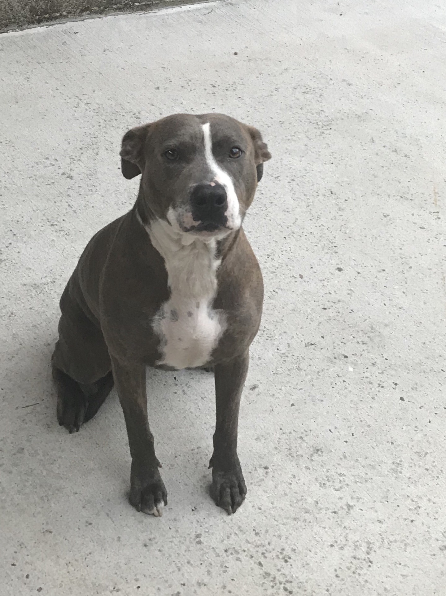 adoptable Dog in Kingwood,TX named Sage 