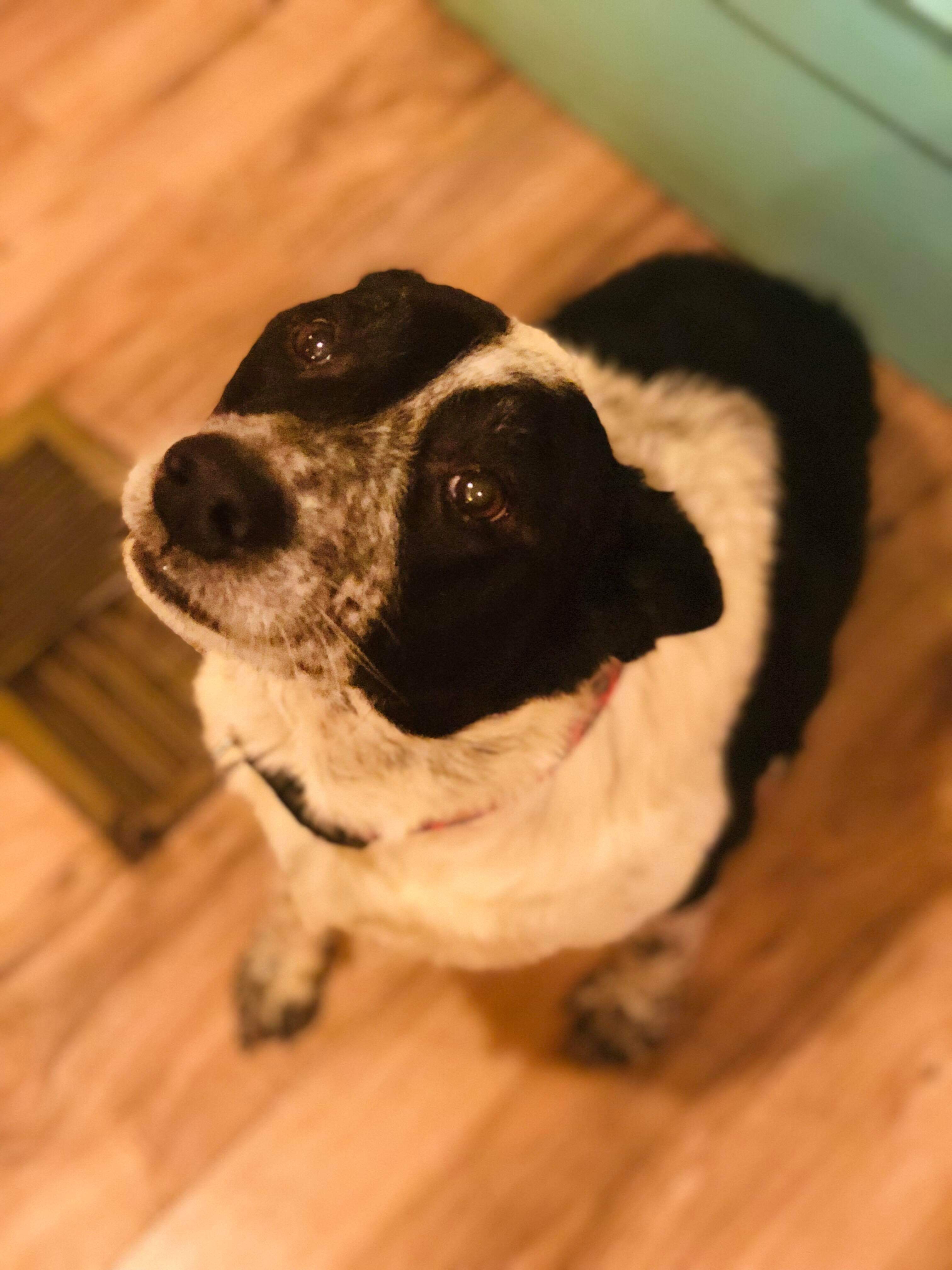 adoptable Dog in Tampa,FL named Savannah