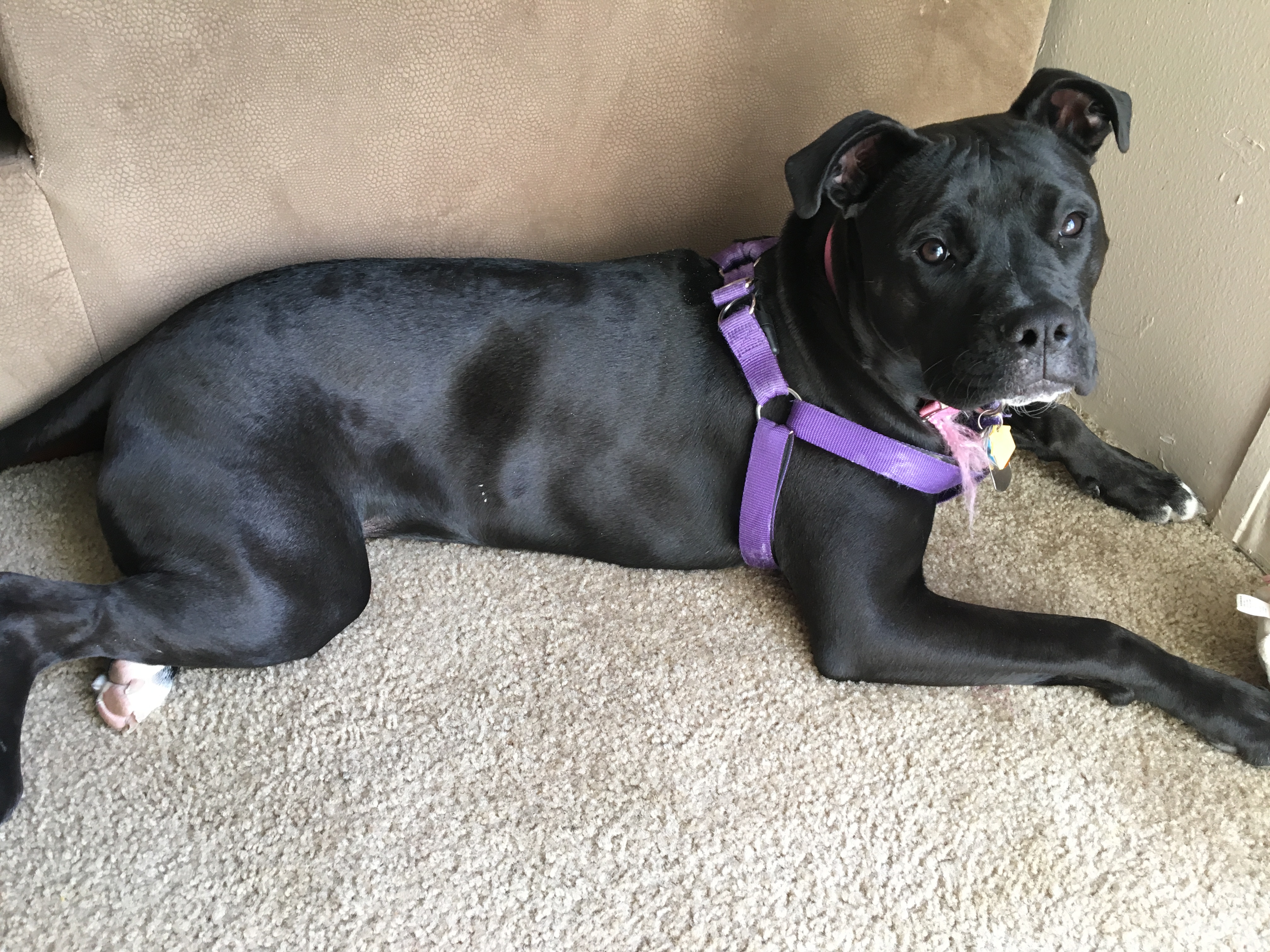 adoptable Dog in Wylie,TX named Jade