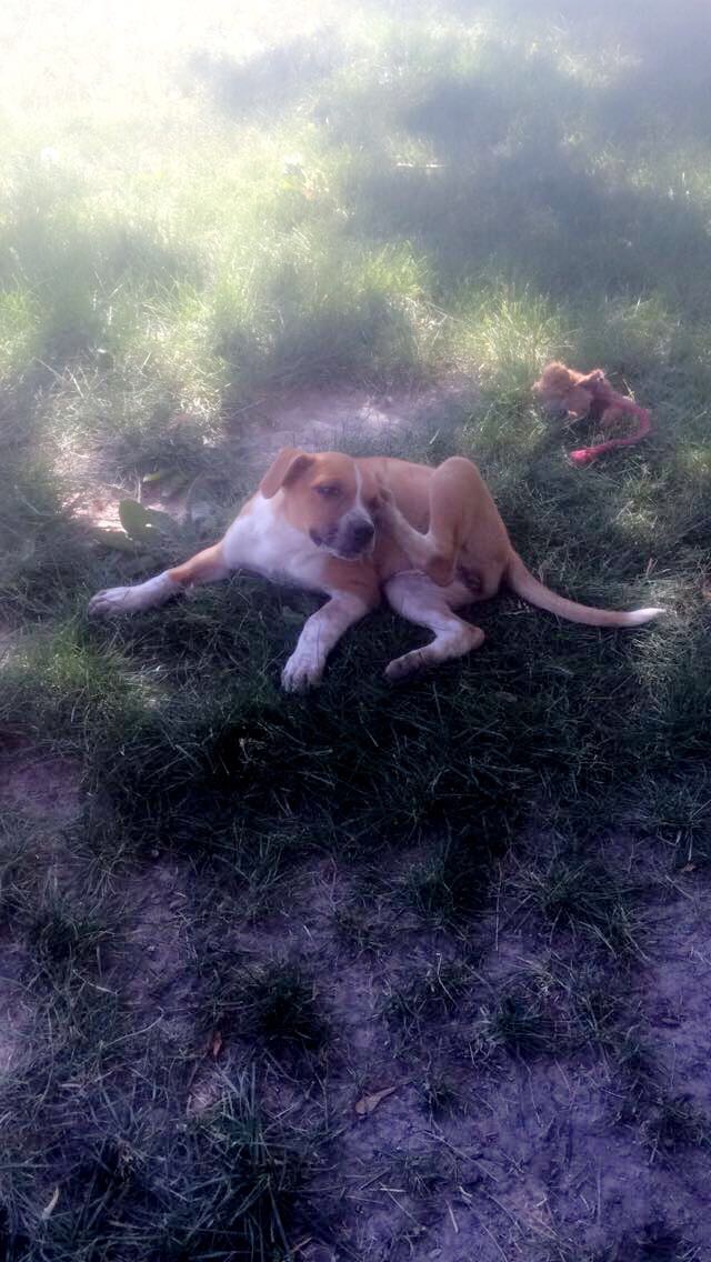 adoptable Dog in Pocatello,ID named Sofie