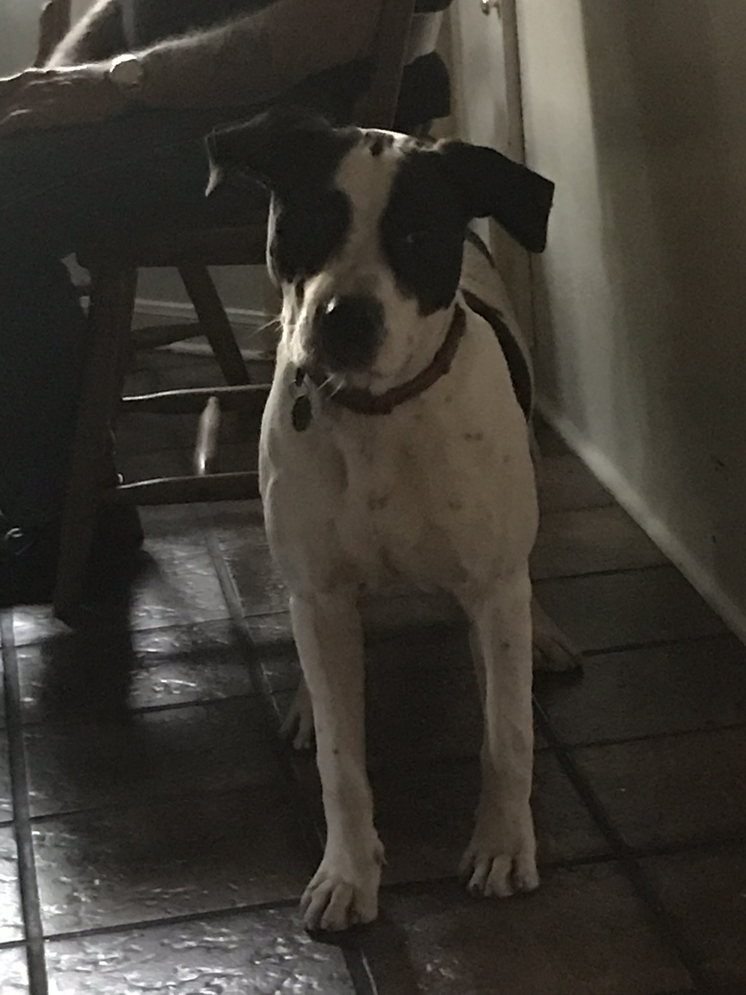 adoptable Dog in Kingwood,TX named Boomer