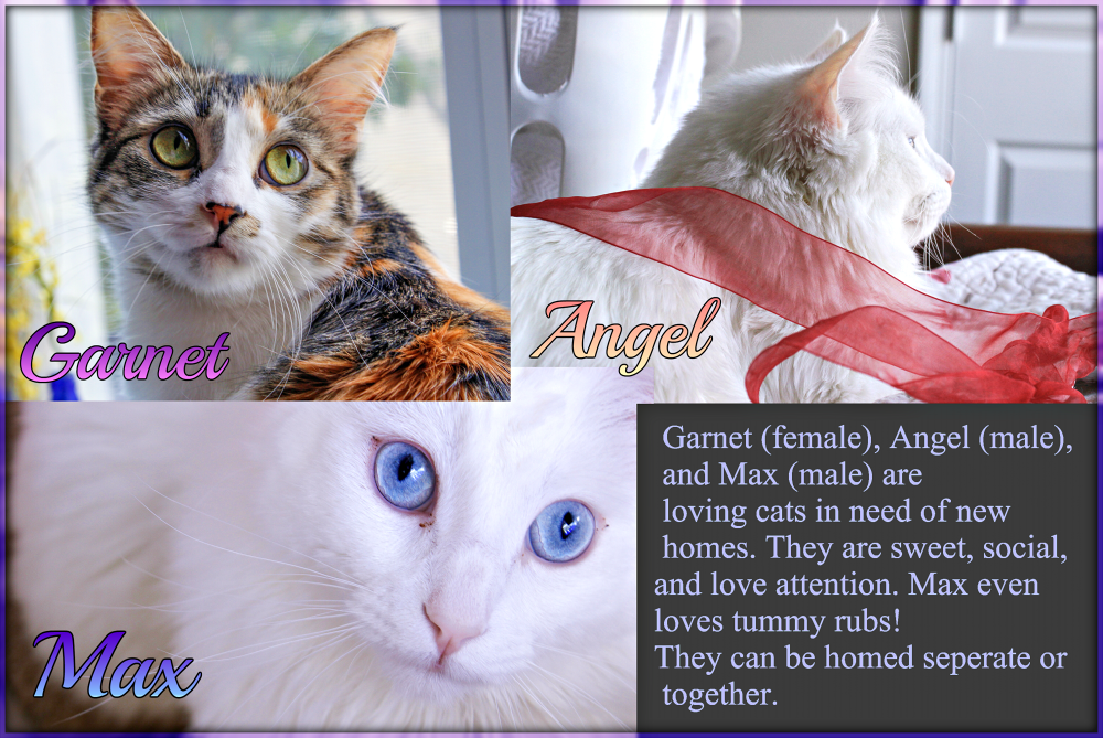 adoptable Cat in Duluth,GA named Garnet, Angel, and Max