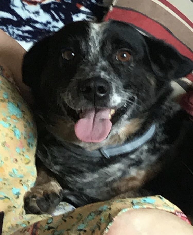 adoptable Dog in Murfreesboro,TN named Chooey