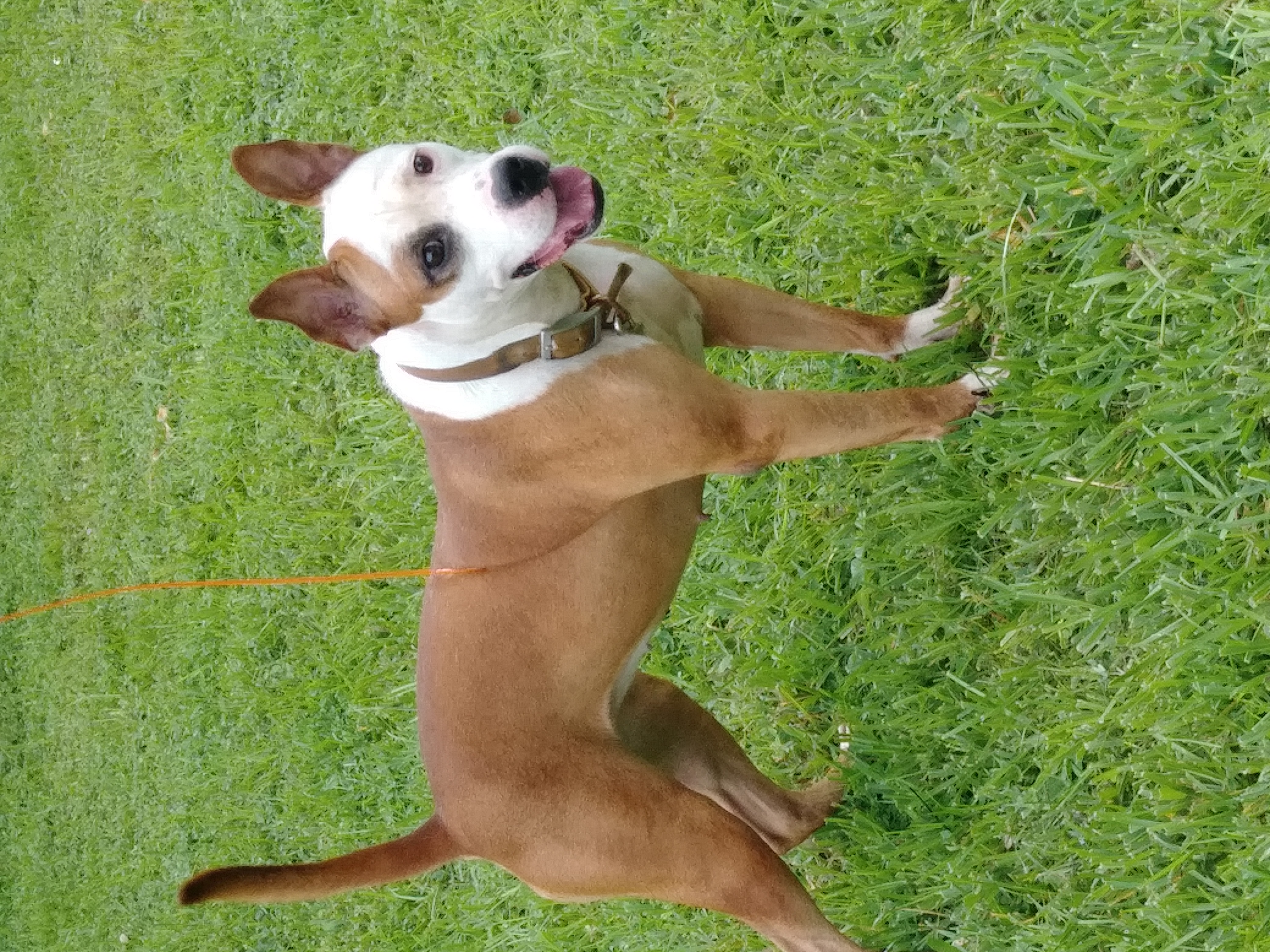 adoptable Dog in Bradley,FL named Stella