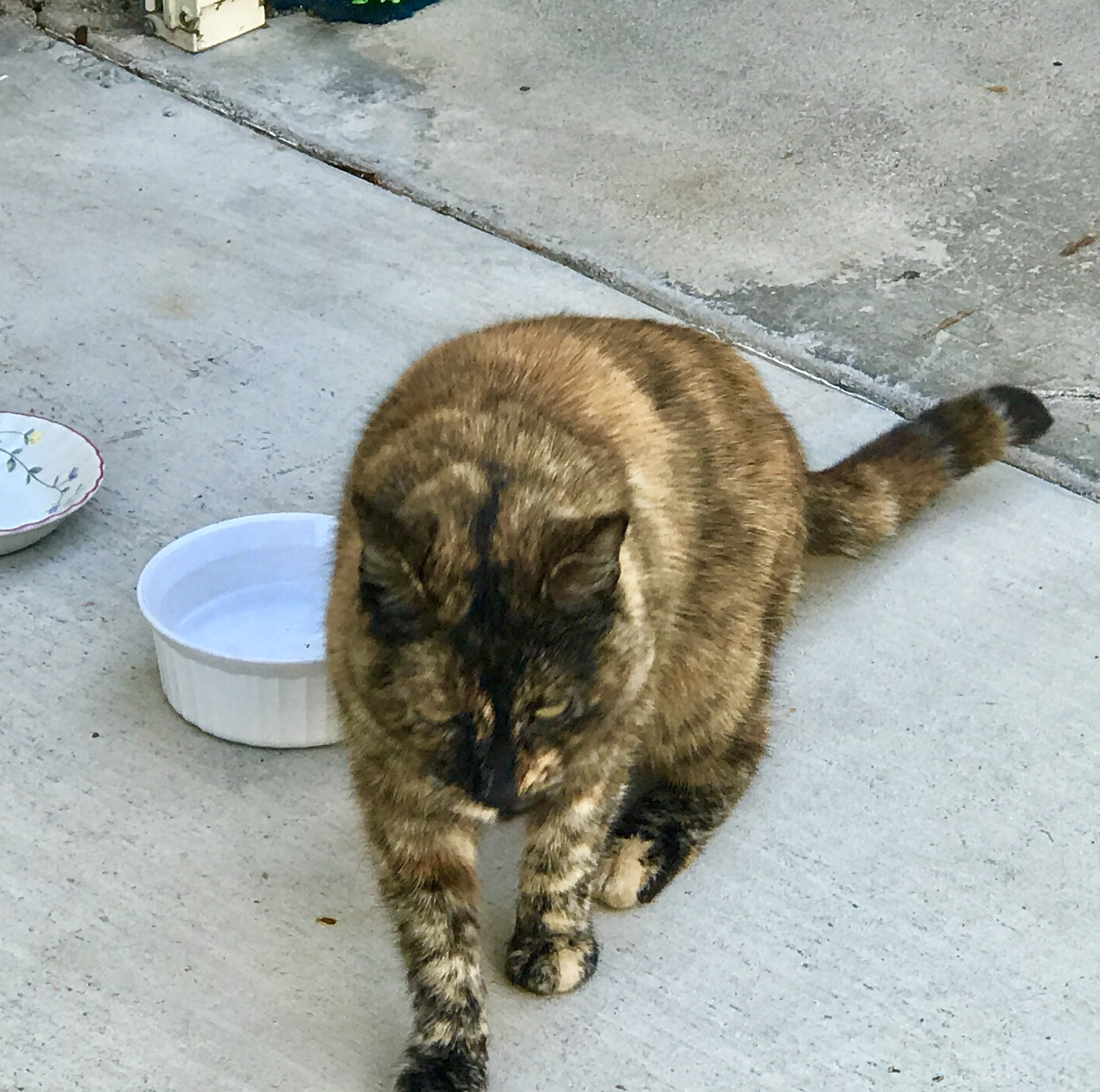 adoptable Cat in Orange,CA named ?