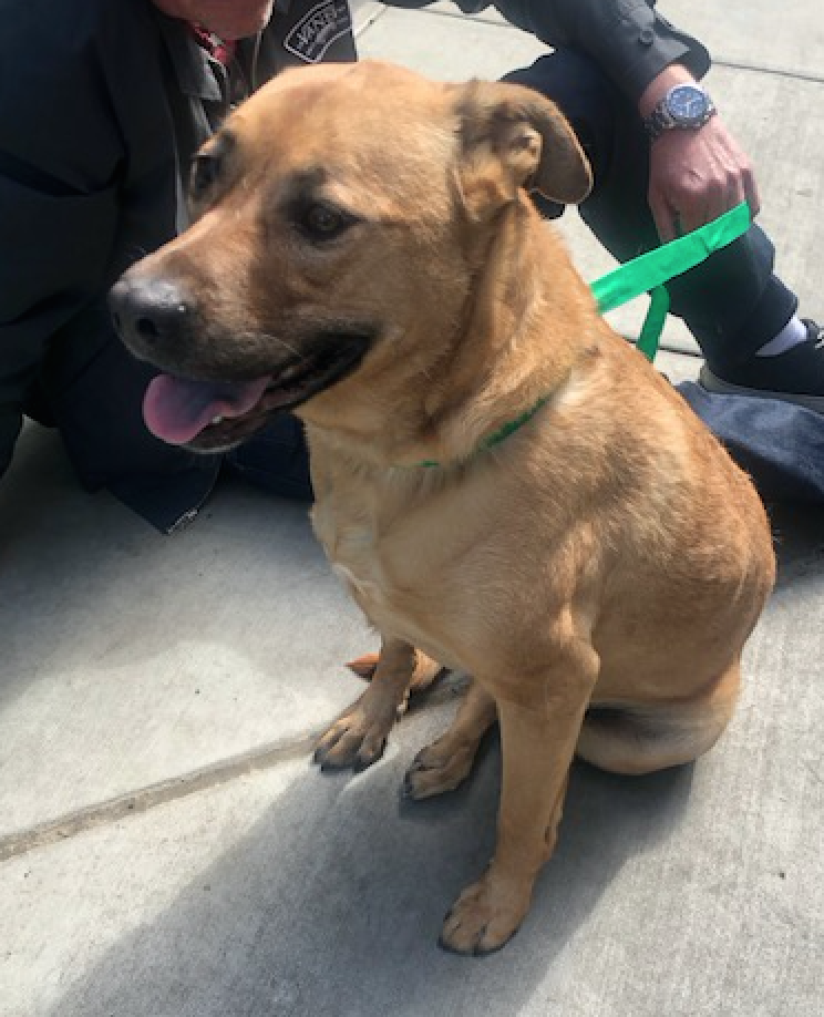 adoptable Dog in San Jose,CA named Ginger