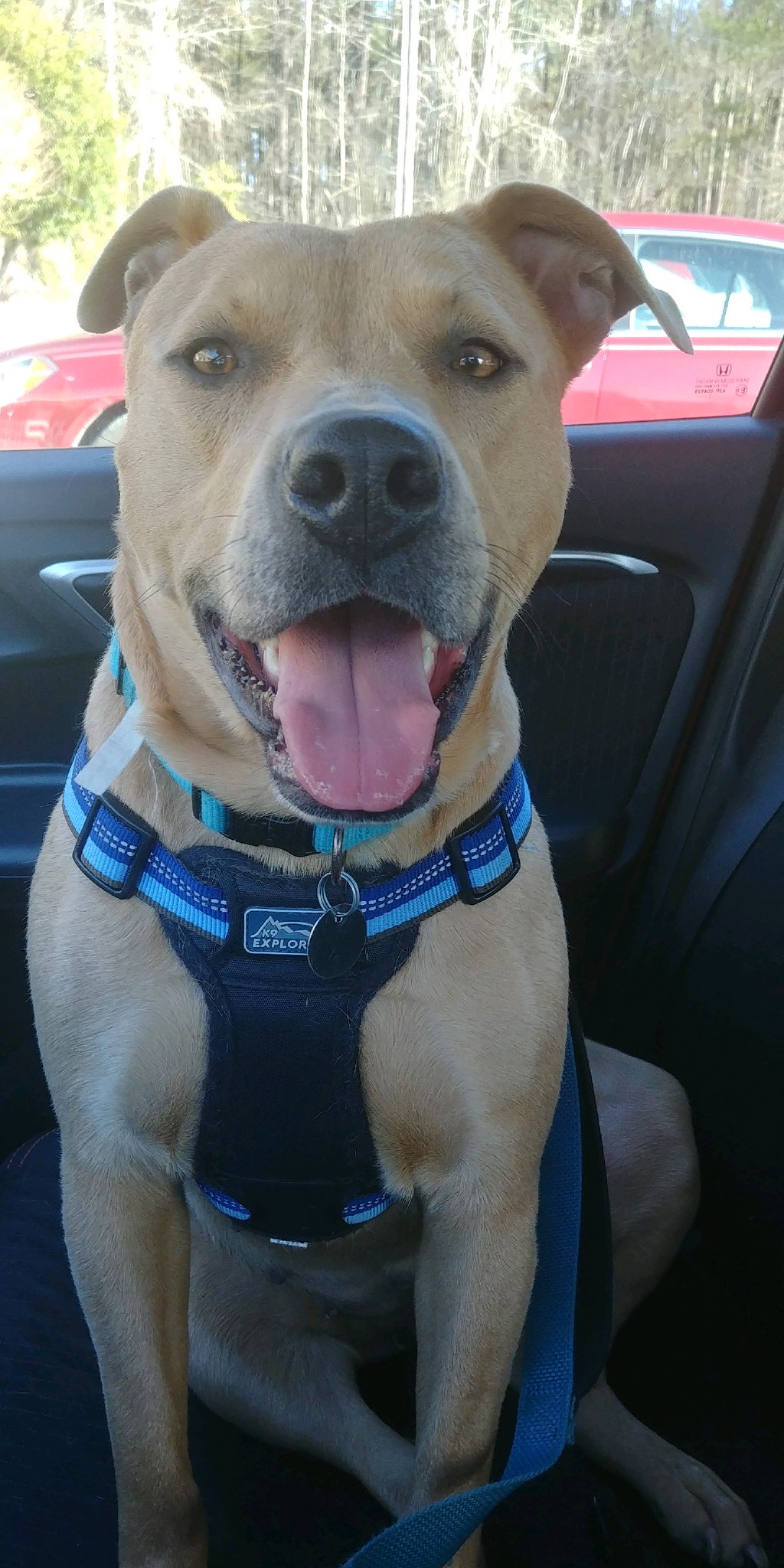 adoptable Dog in Sanford,NC named Honey