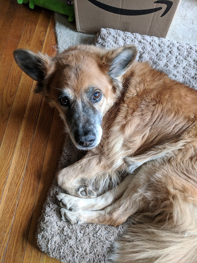 adoptable Dog in Franklin,MA named Gracie