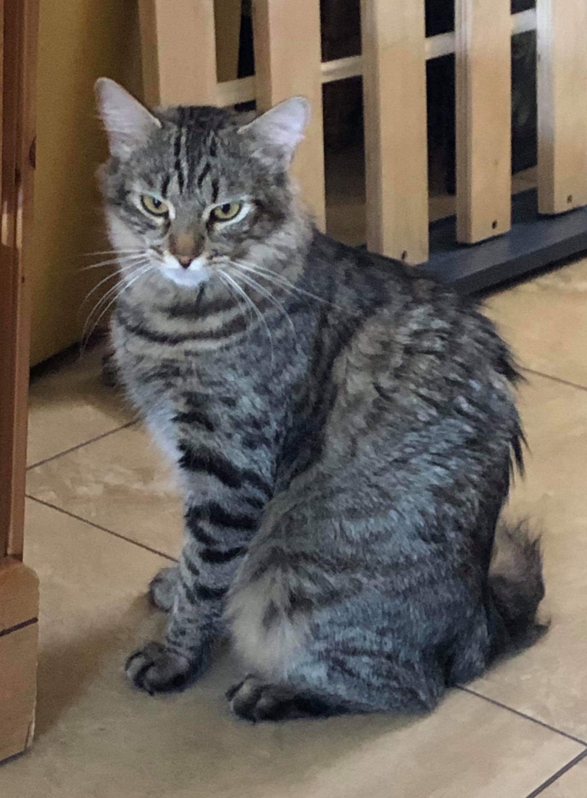 adoptable Cat in Tempe,AZ named Molly