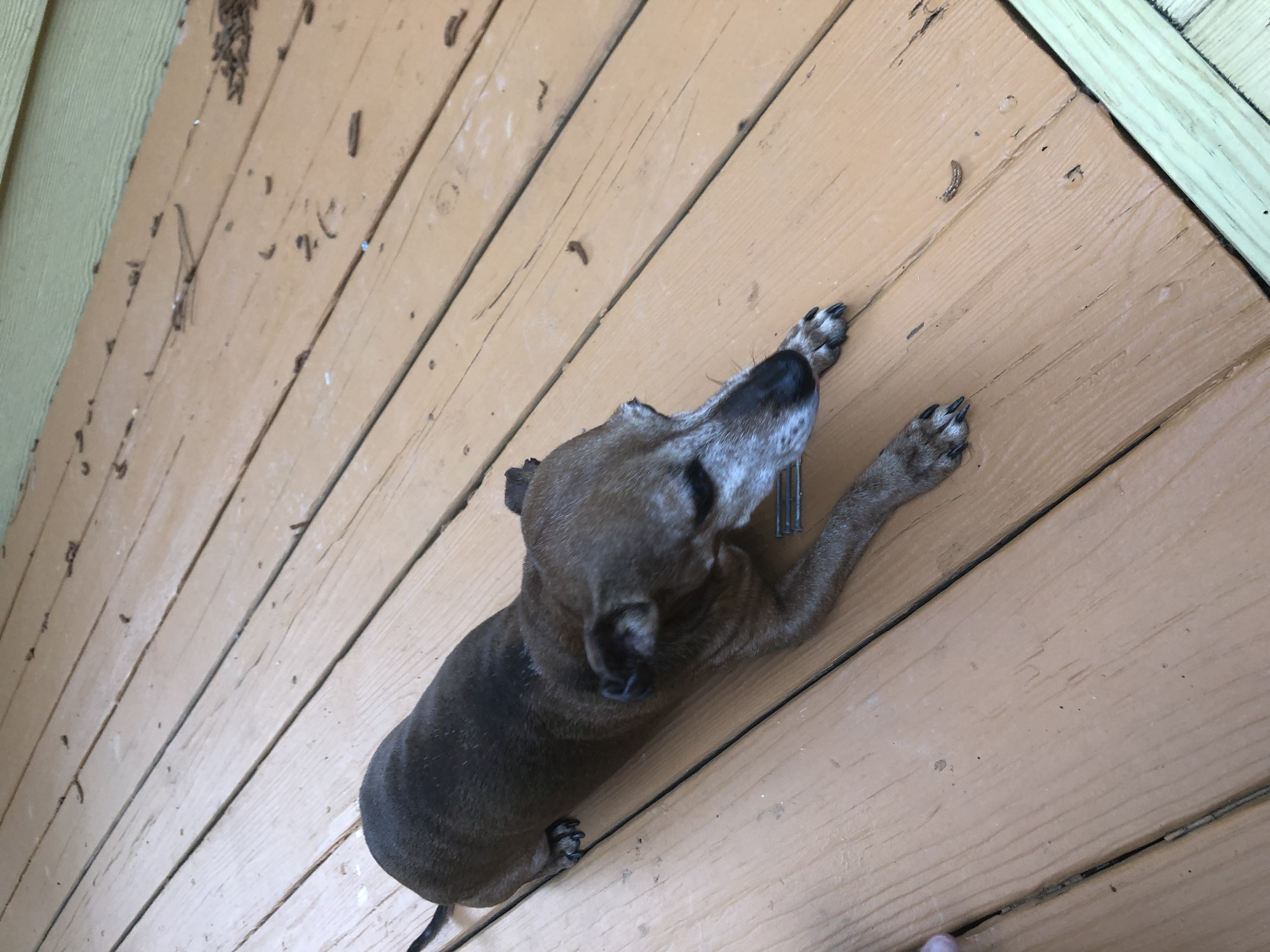 adoptable Dog in Canton,GA named Bo