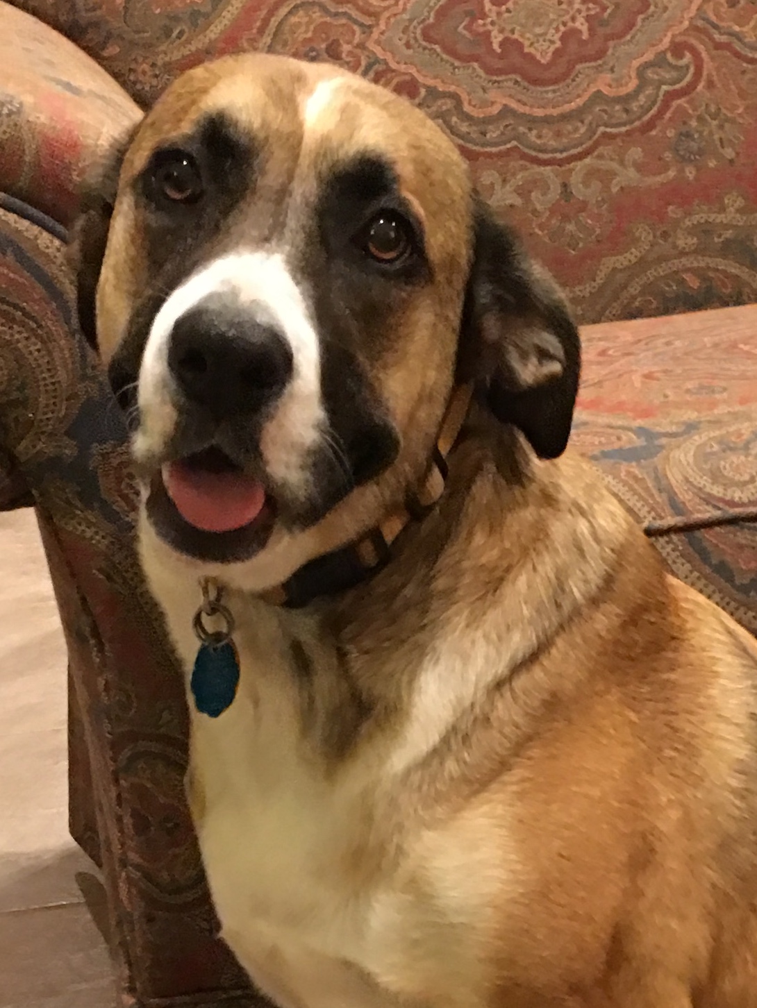 adoptable Dog in Martindale,TX named Delete