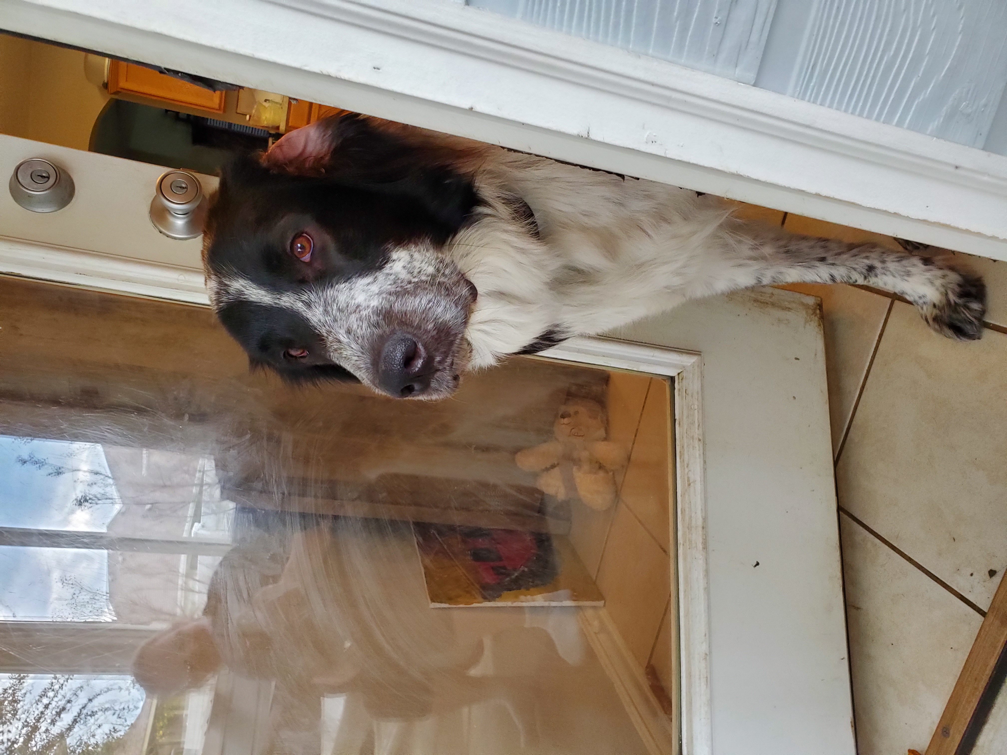 adoptable Dog in Aubrey,TX named Moose