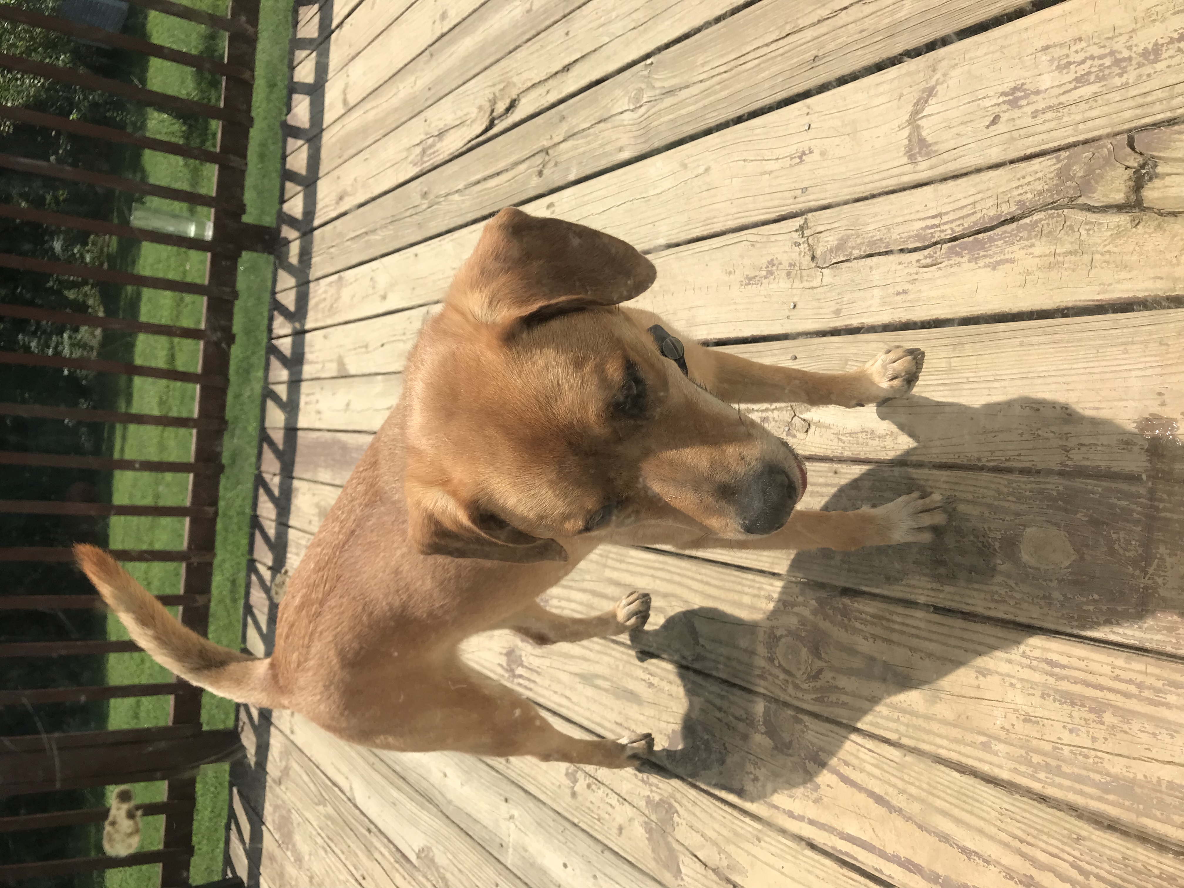 adoptable Dog in China Grove,NC named Sadie 