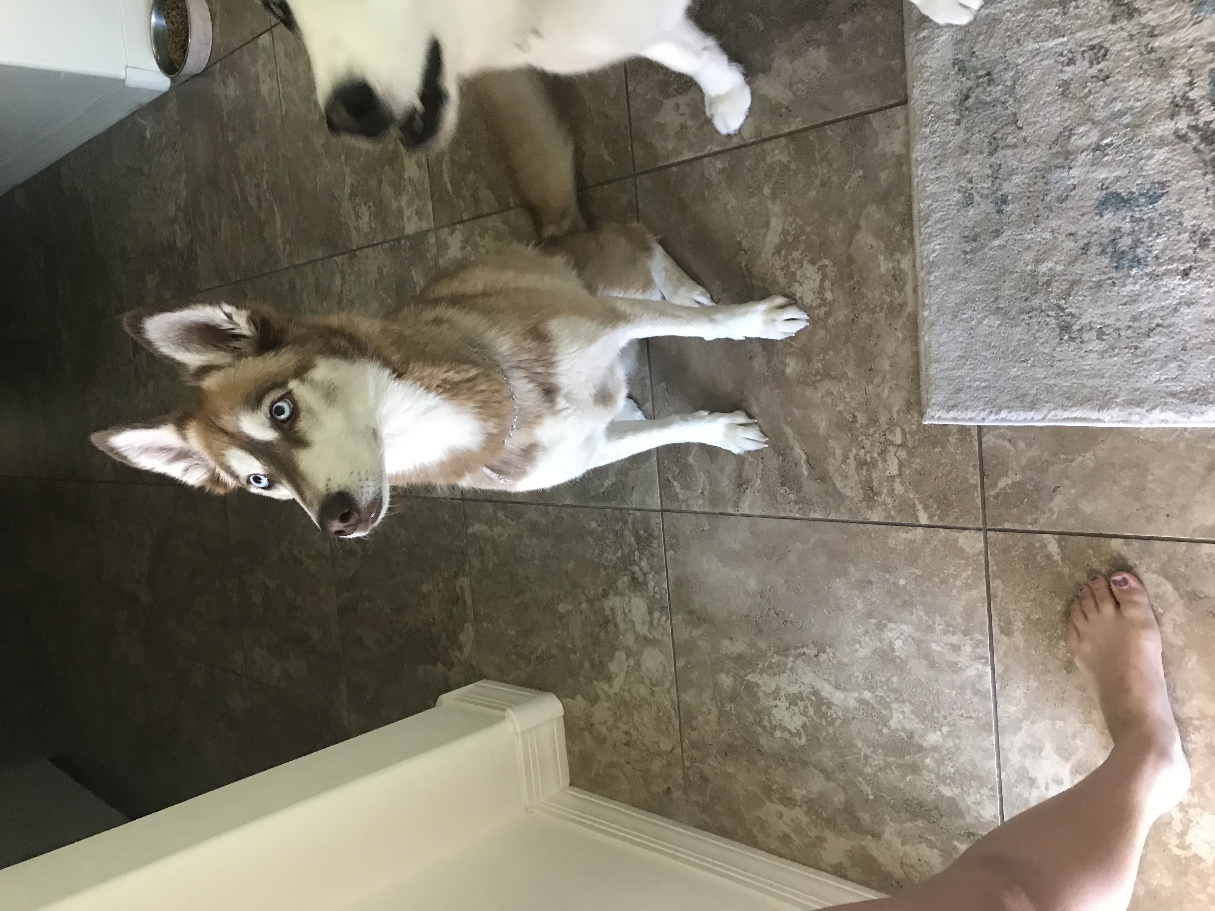 adoptable Dog in Peoria,AZ named Kita