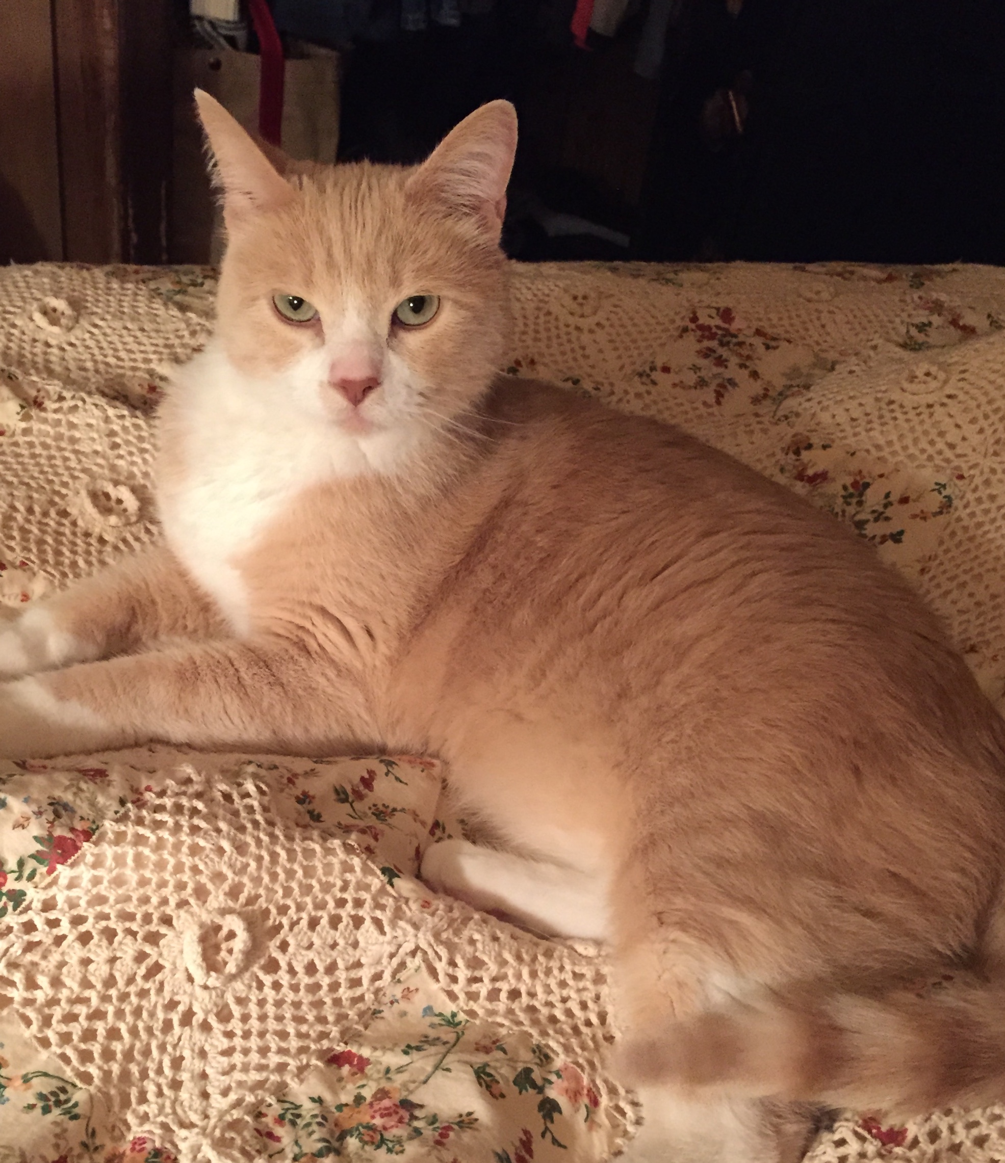 adoptable Cat in Aurora,WV named Yogi