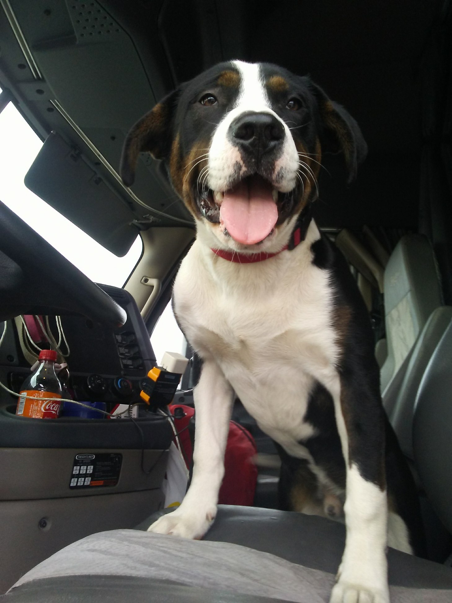 adoptable Dog in Arlington,TX named Zeffer