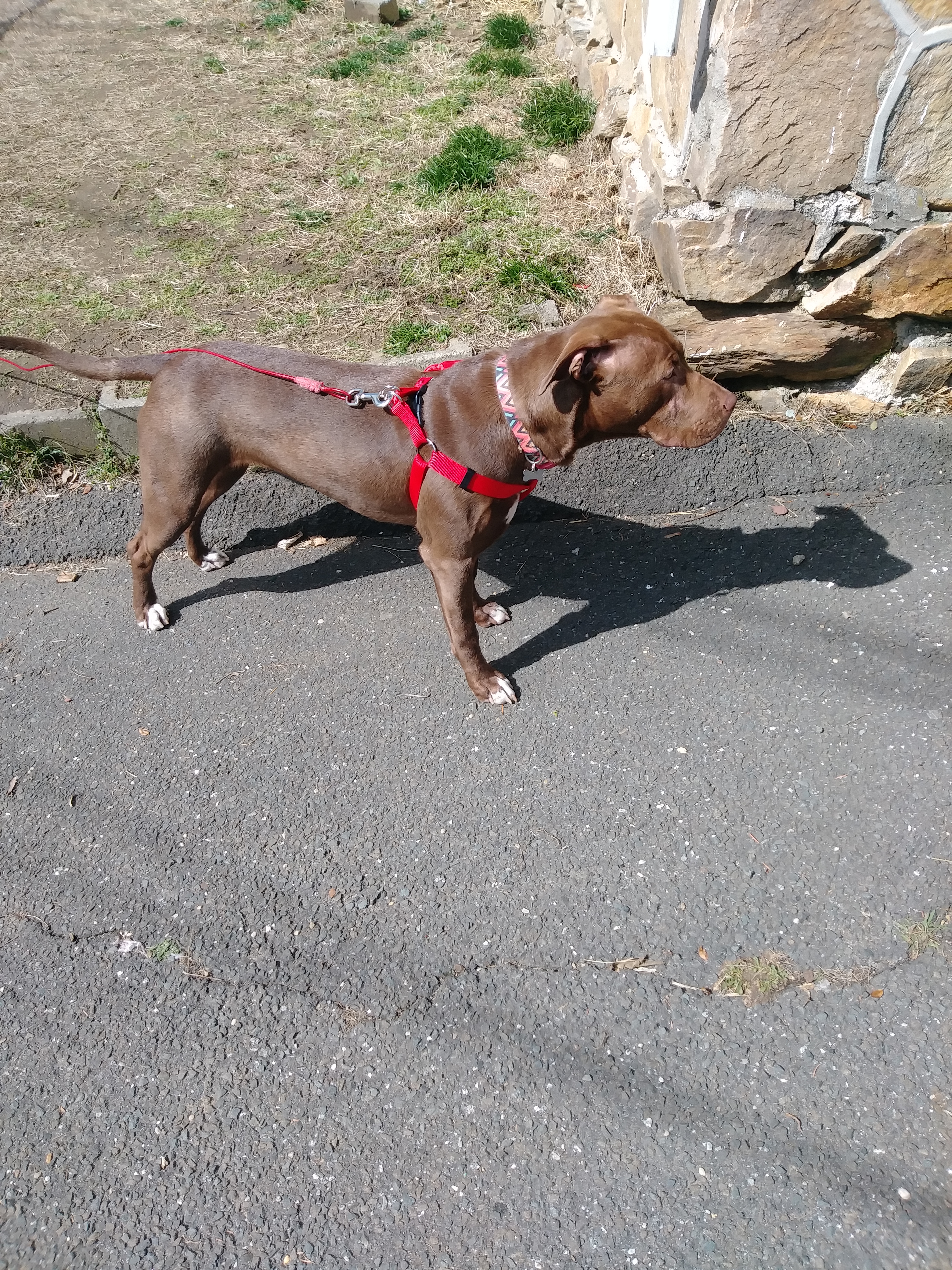 adoptable Dog in Bridgeport,CT named Katana