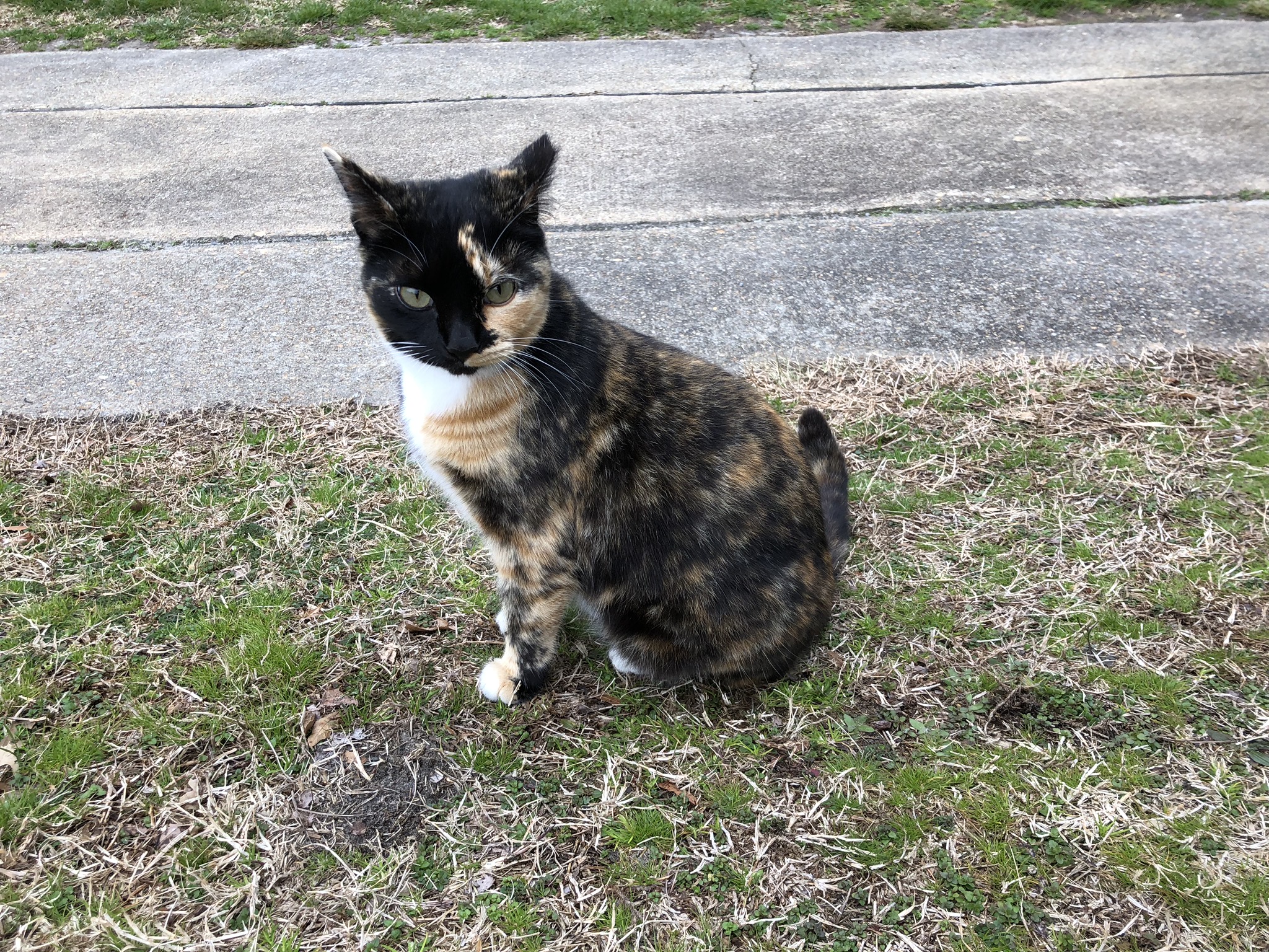 adoptable Cat in Portsmouth,VA named Face
