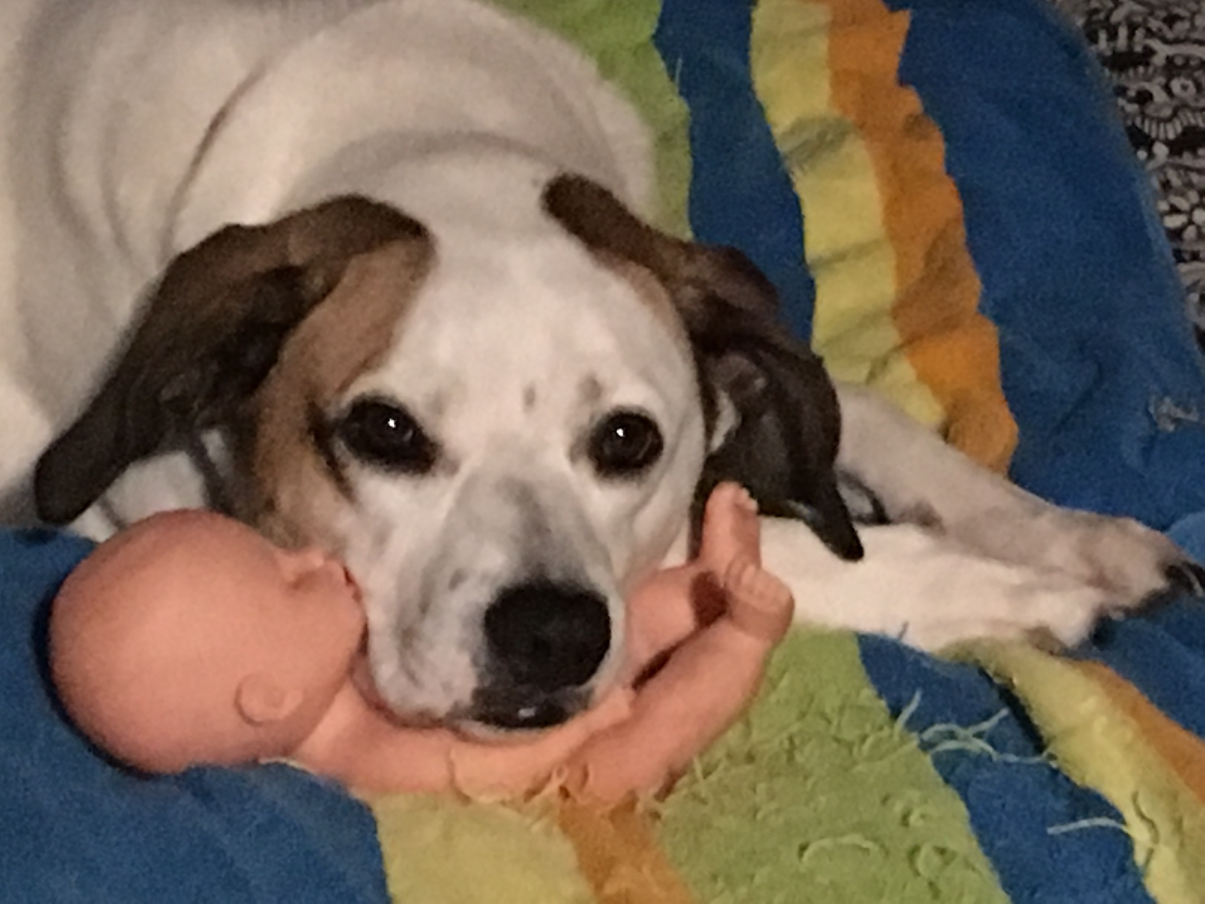 adoptable Dog in Aransas Pass,TX named Truvy