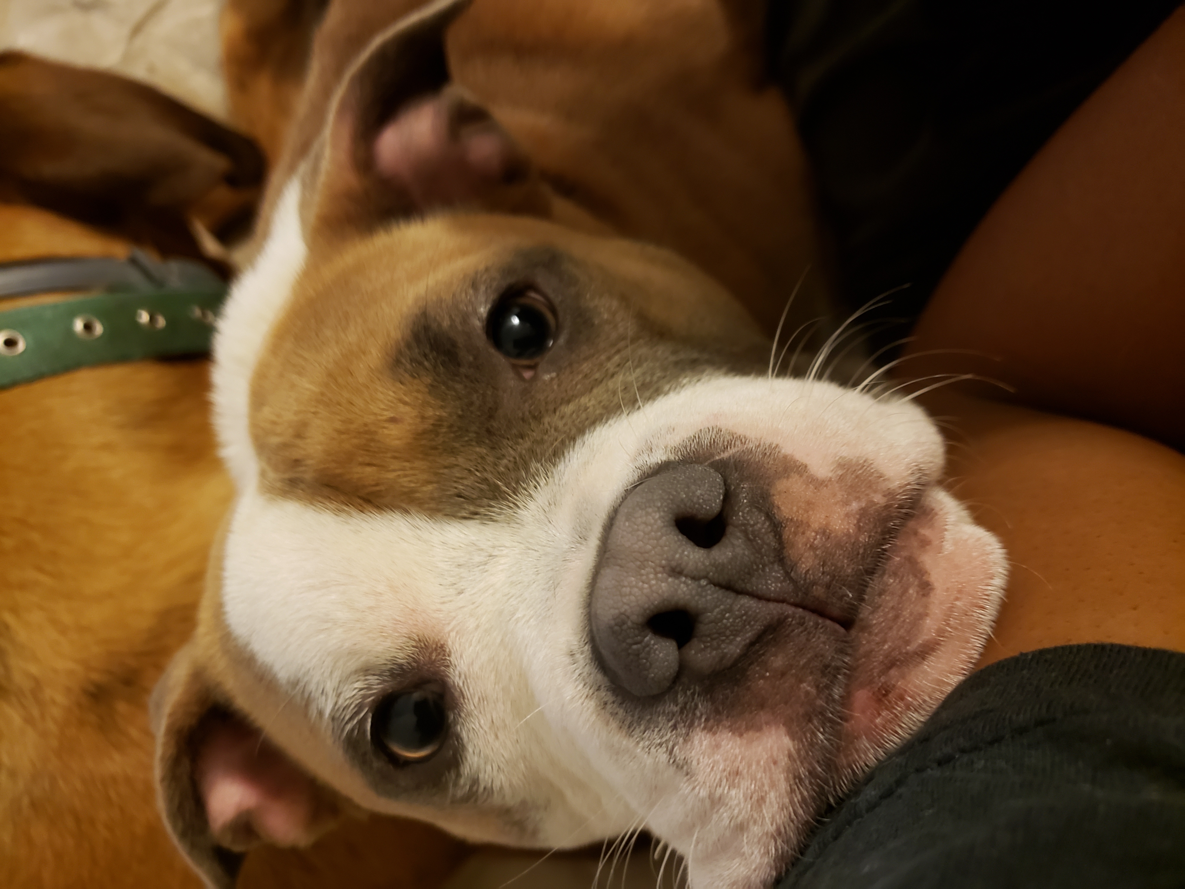 adoptable Dog in Carrollton,TX named SUGA