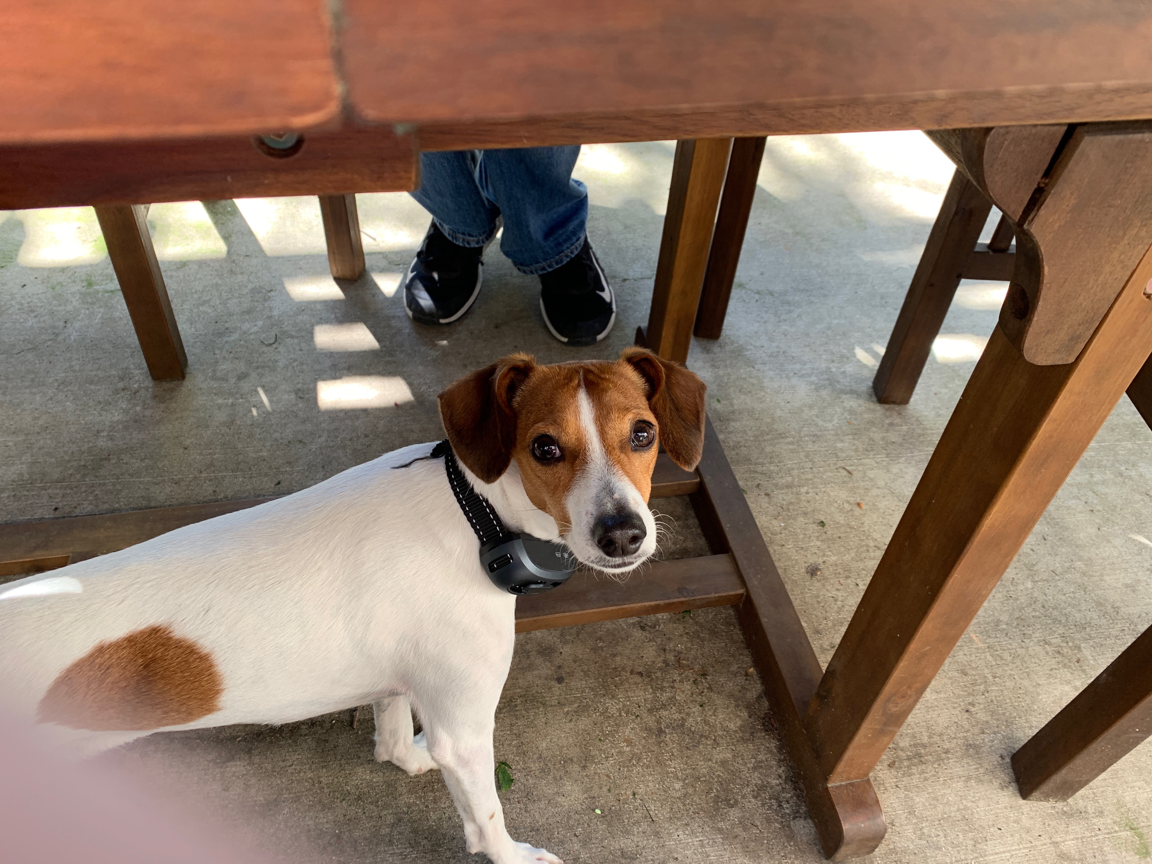 adoptable Dog in Rocklin,CA named Speedy