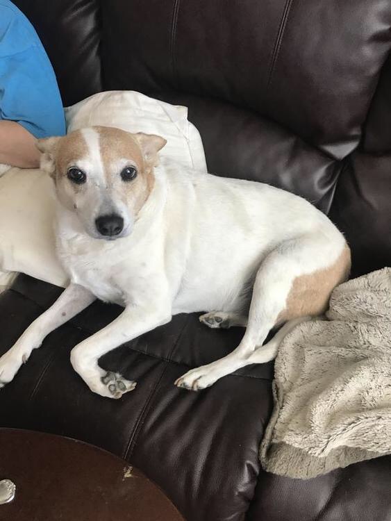 adoptable Dog in San Antonio,TX named Bridgett