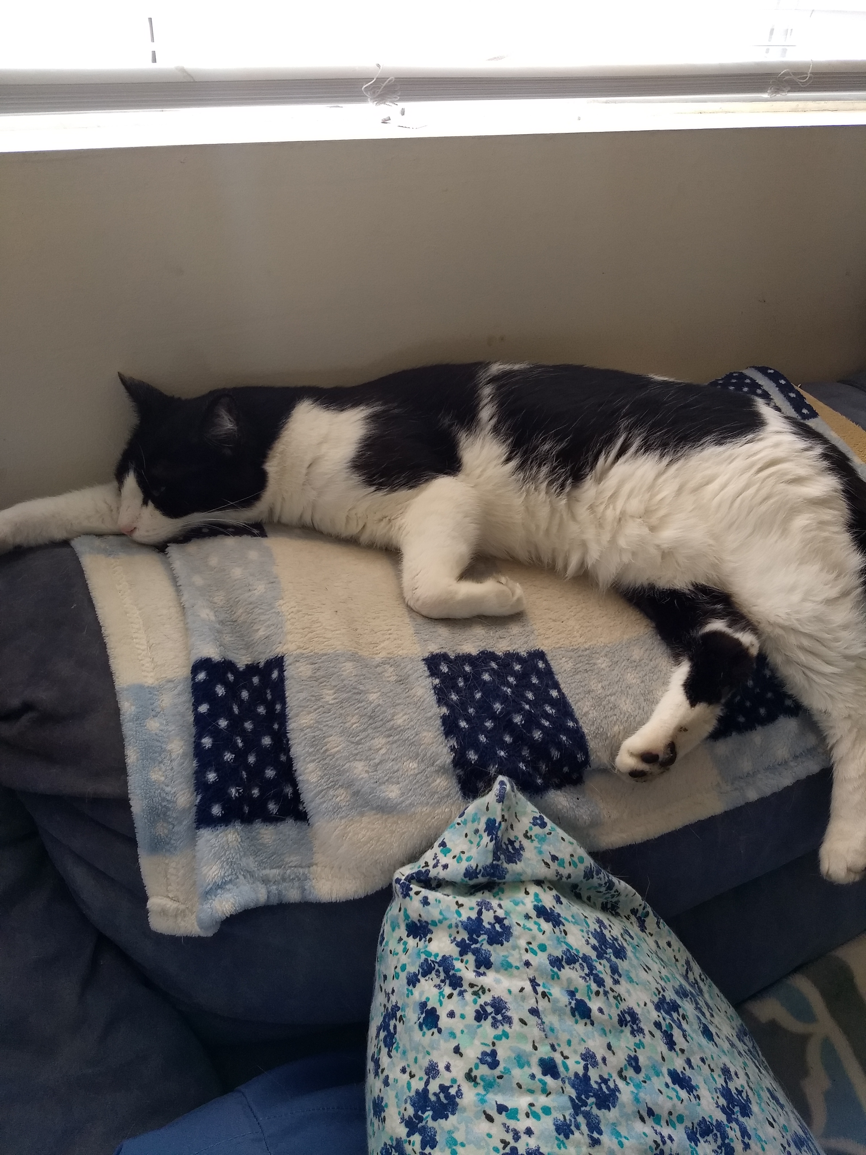 adoptable Cat in Chula Vista,CA named Gabriel
