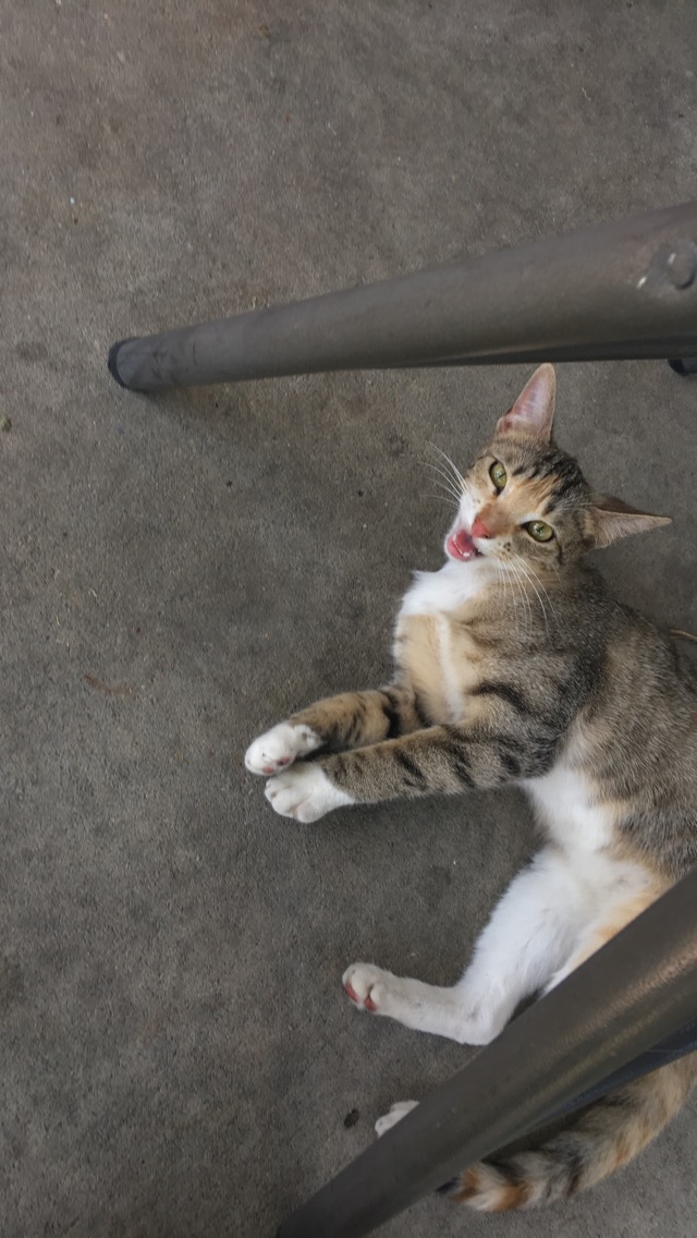 adoptable Cat in Marrero,LA named Nikia