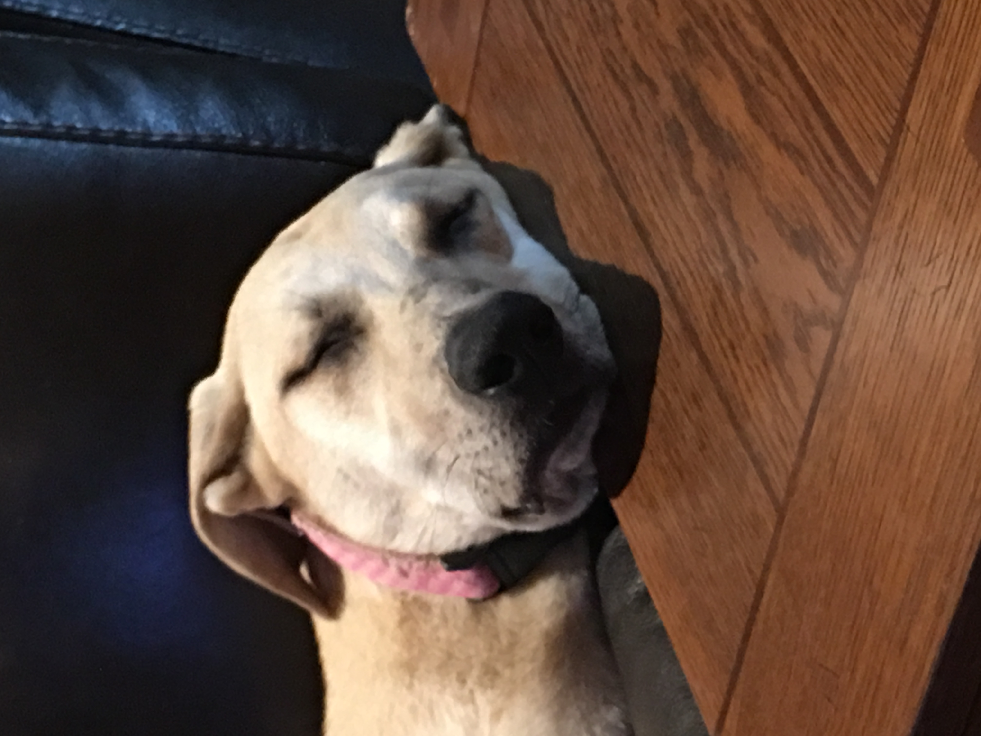 adoptable Dog in Cleburne,TX named Bella