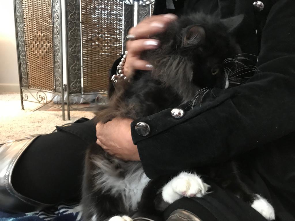 adoptable Cat in Newnan,GA named Tesla 