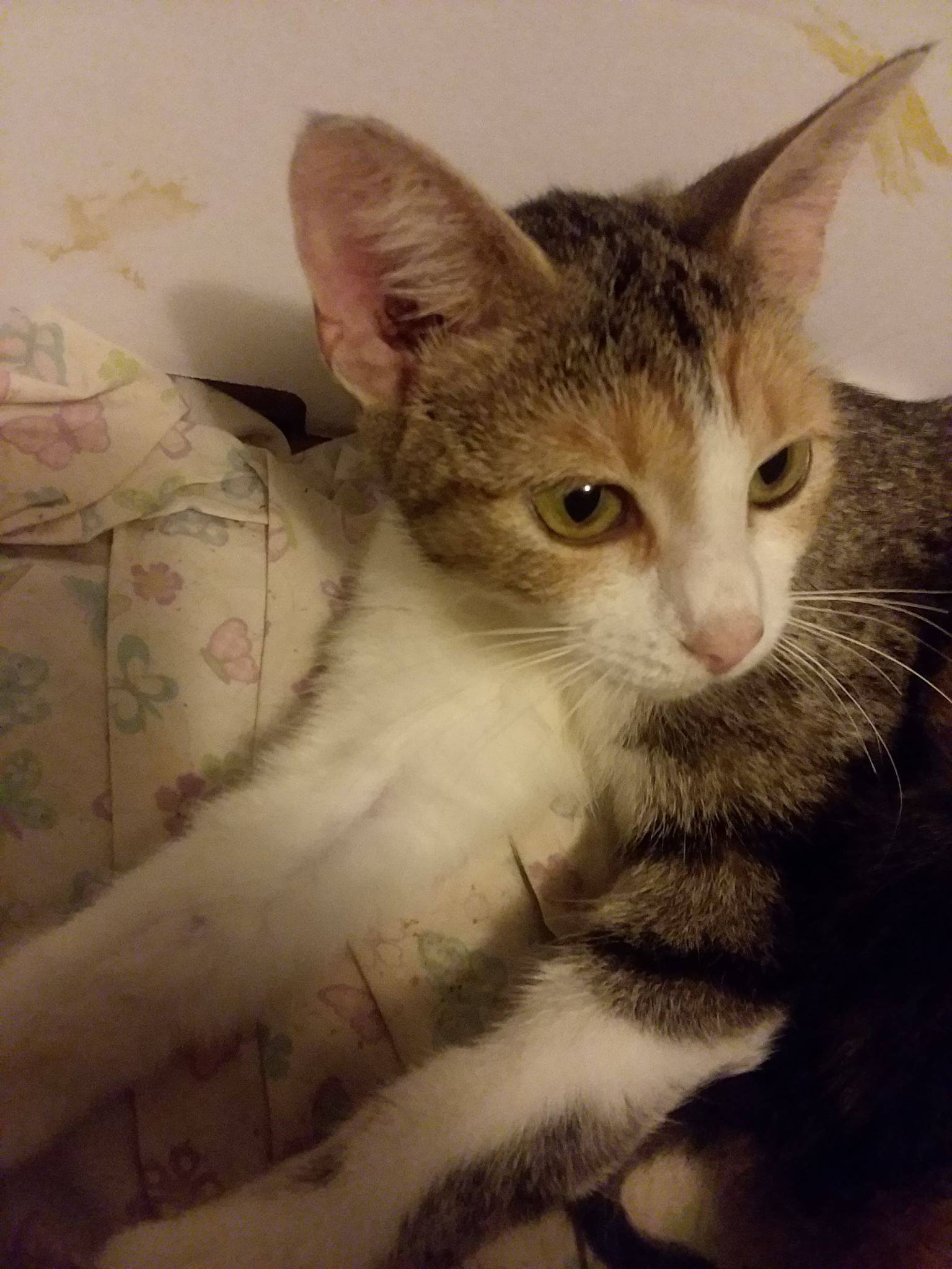 adoptable Cat in Lynchburg,OH named Zira