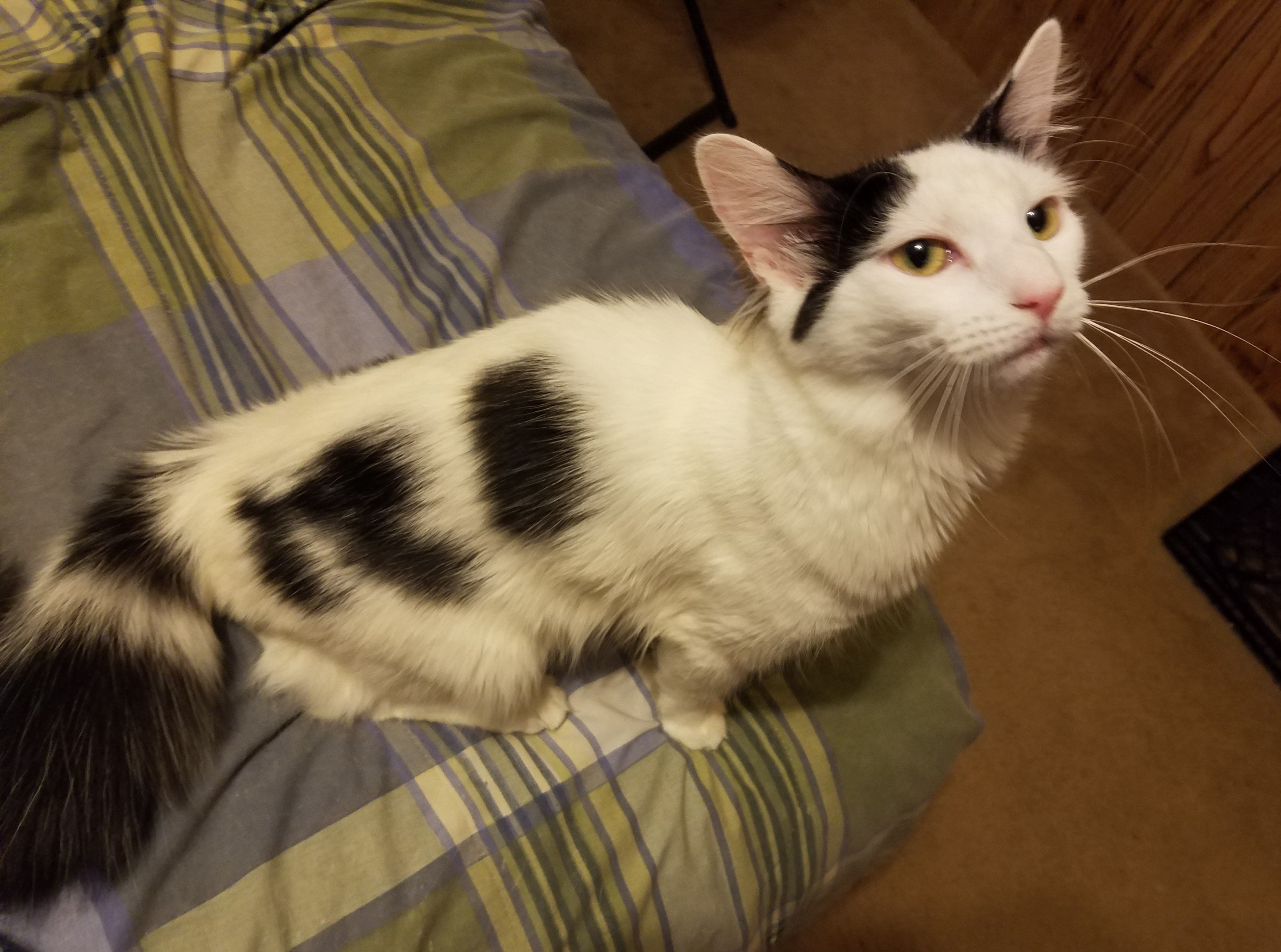 adoptable Cat in Lexington,NC named Loki (Keekums)