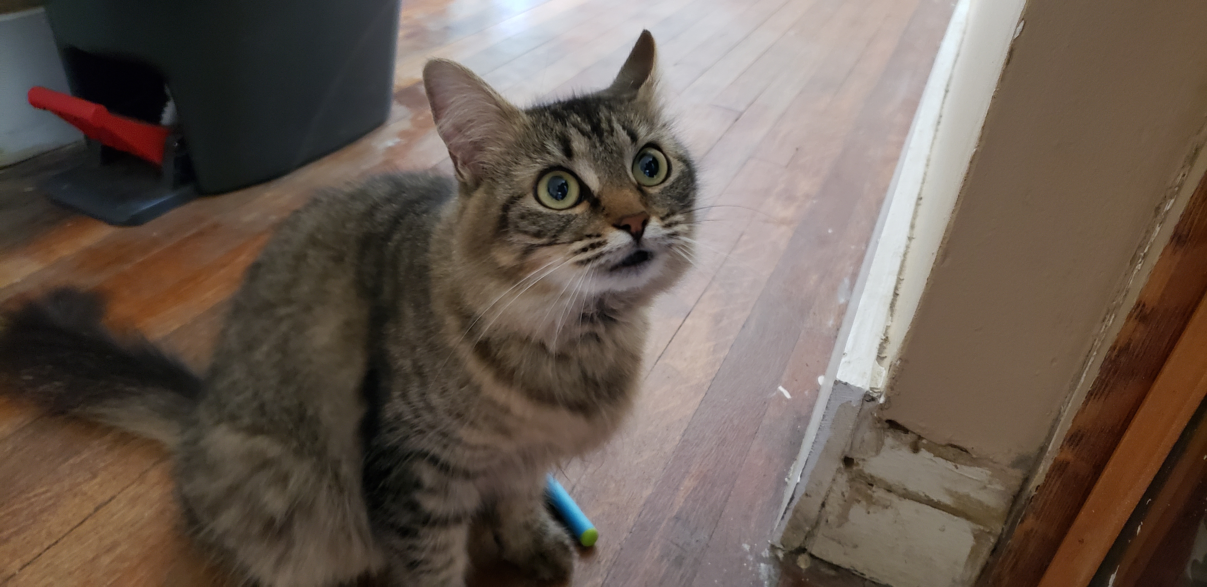 adoptable Cat in New Haven,CT named nala 