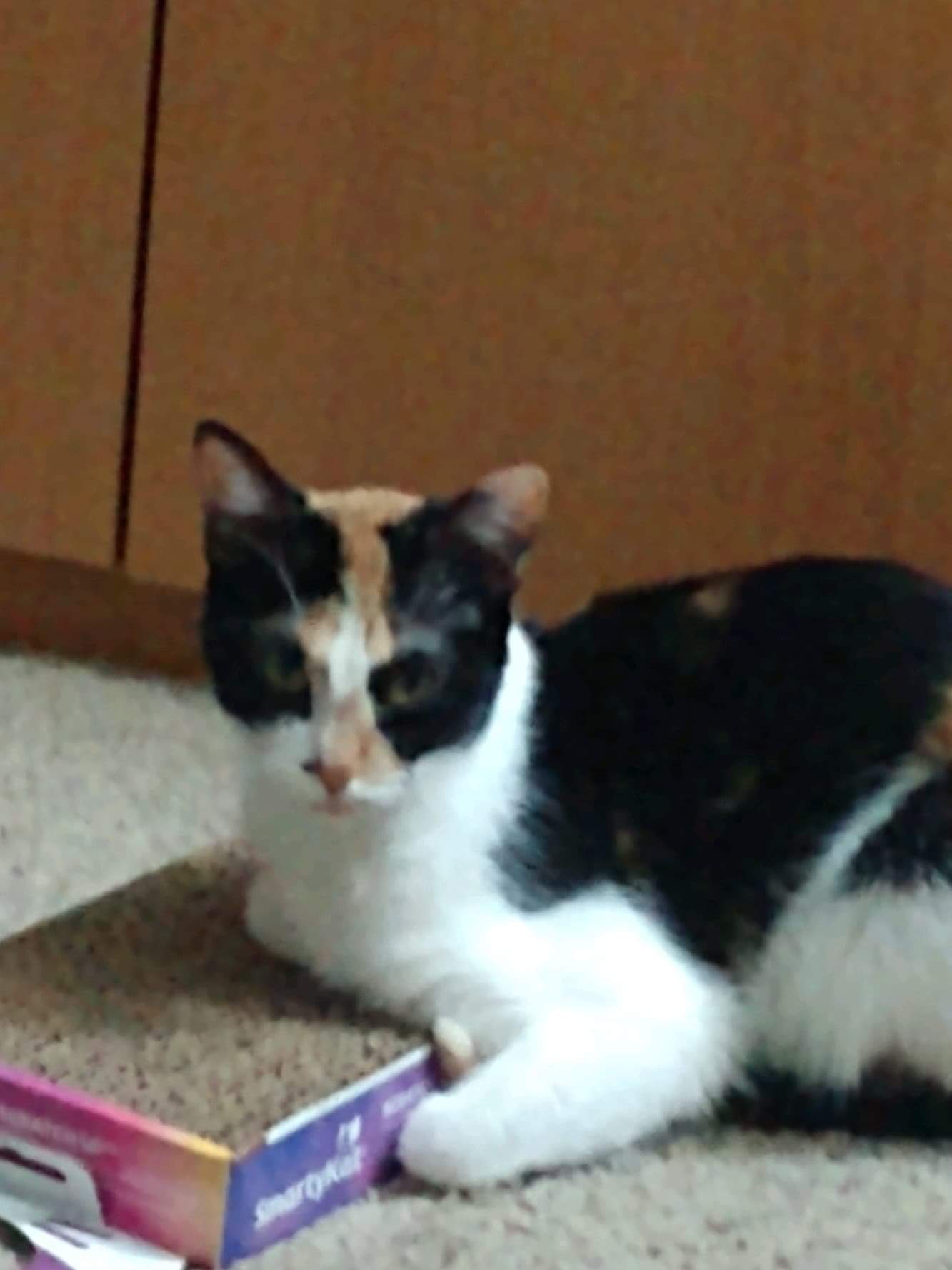 adoptable Cat in Mesa,AZ named Tux and Aurora