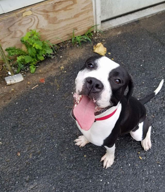 adoptable Dog in Lynn,MA named Rocky