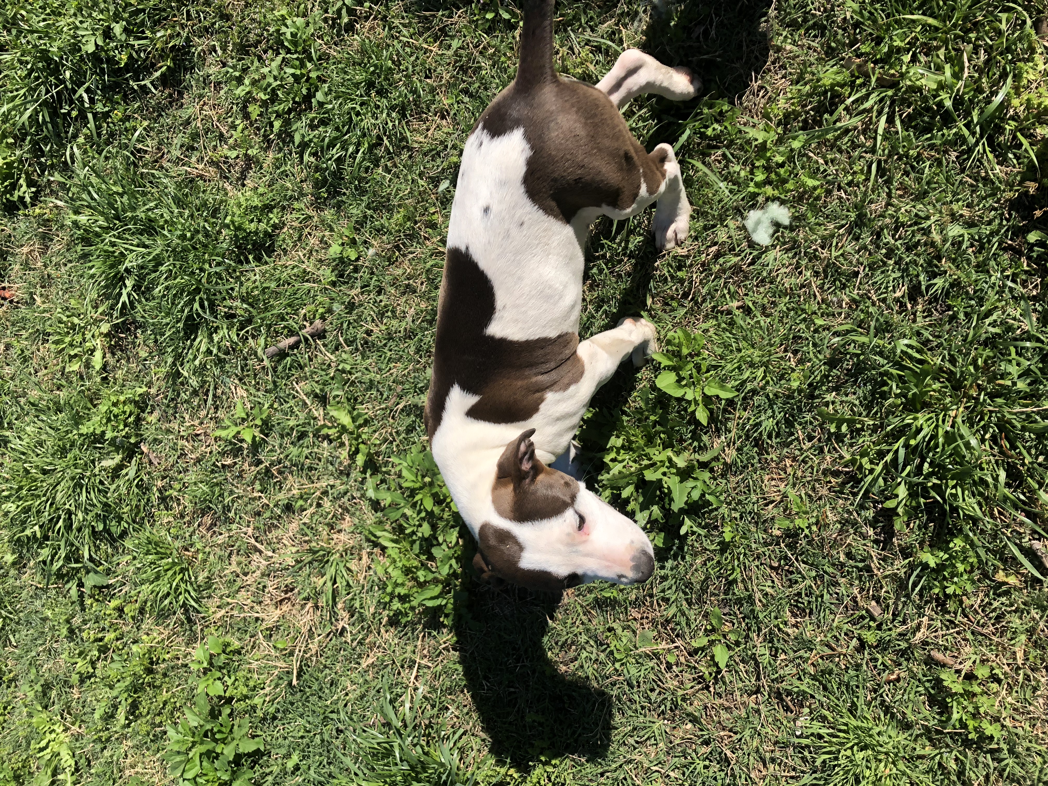 adoptable Dog in Ferris,TX named Loretta