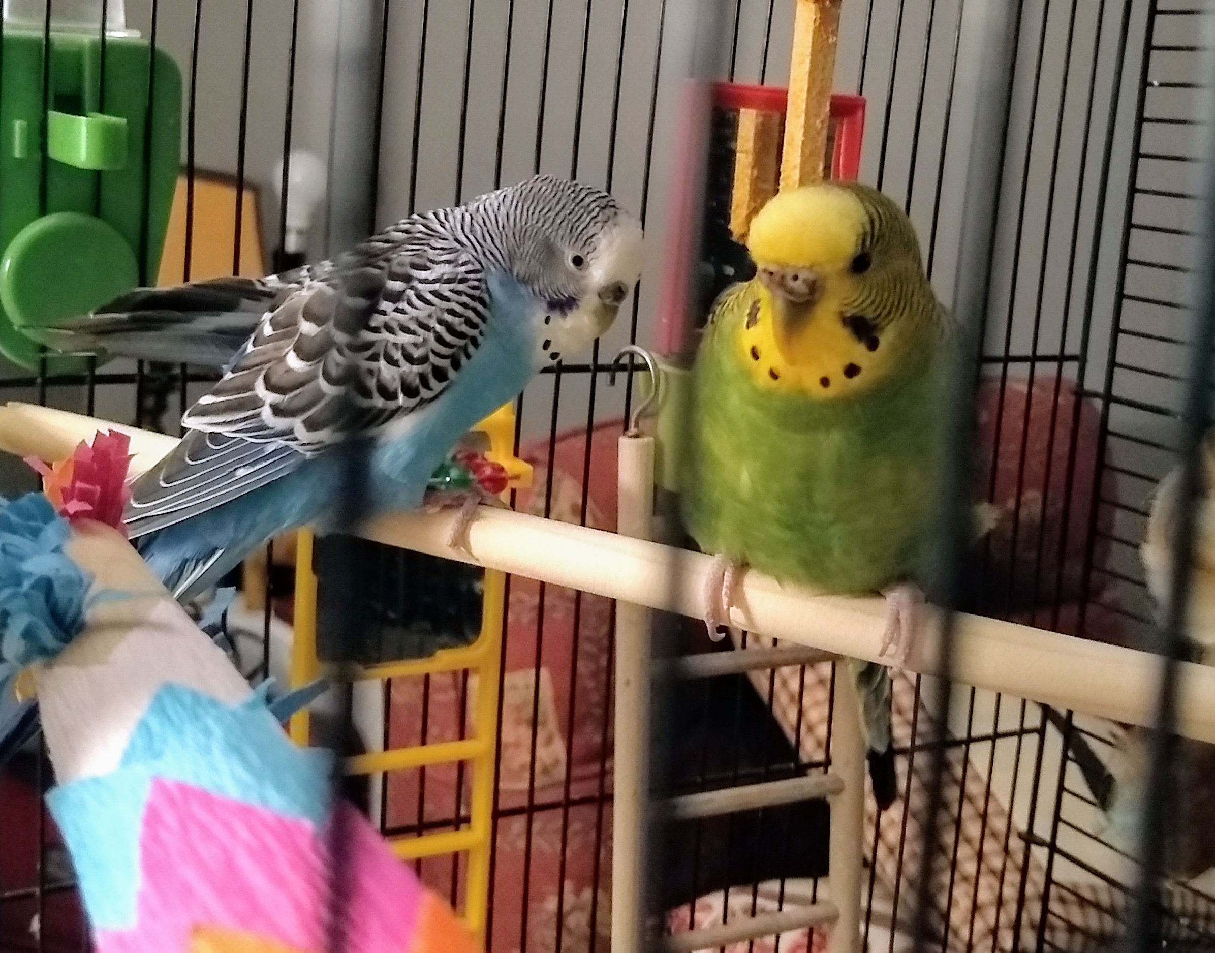 adoptable Bird in Gloucester,MA named Blue and Greeny