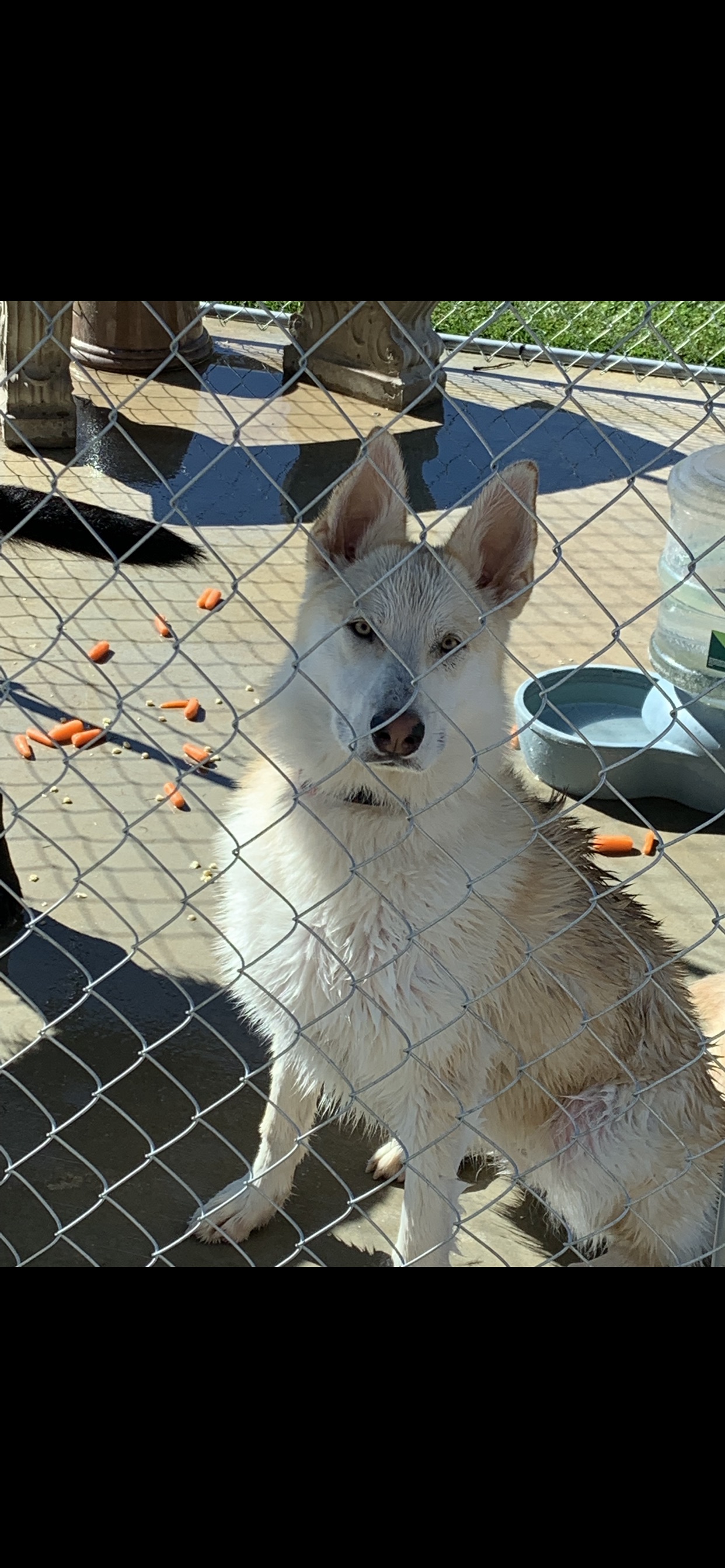 adoptable Dog in Beaumont,CA named Luna