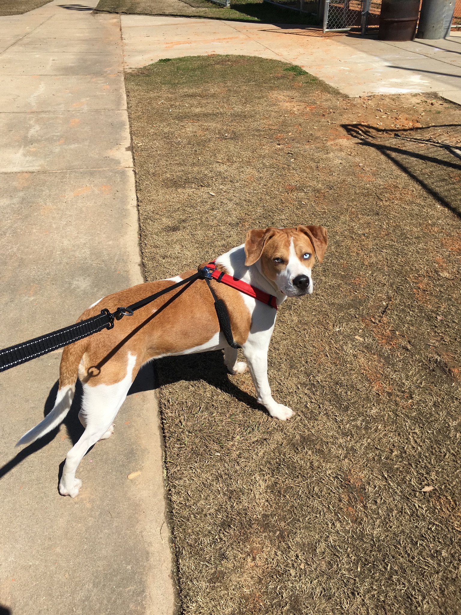adoptable Dog in Lexington,SC named Jace