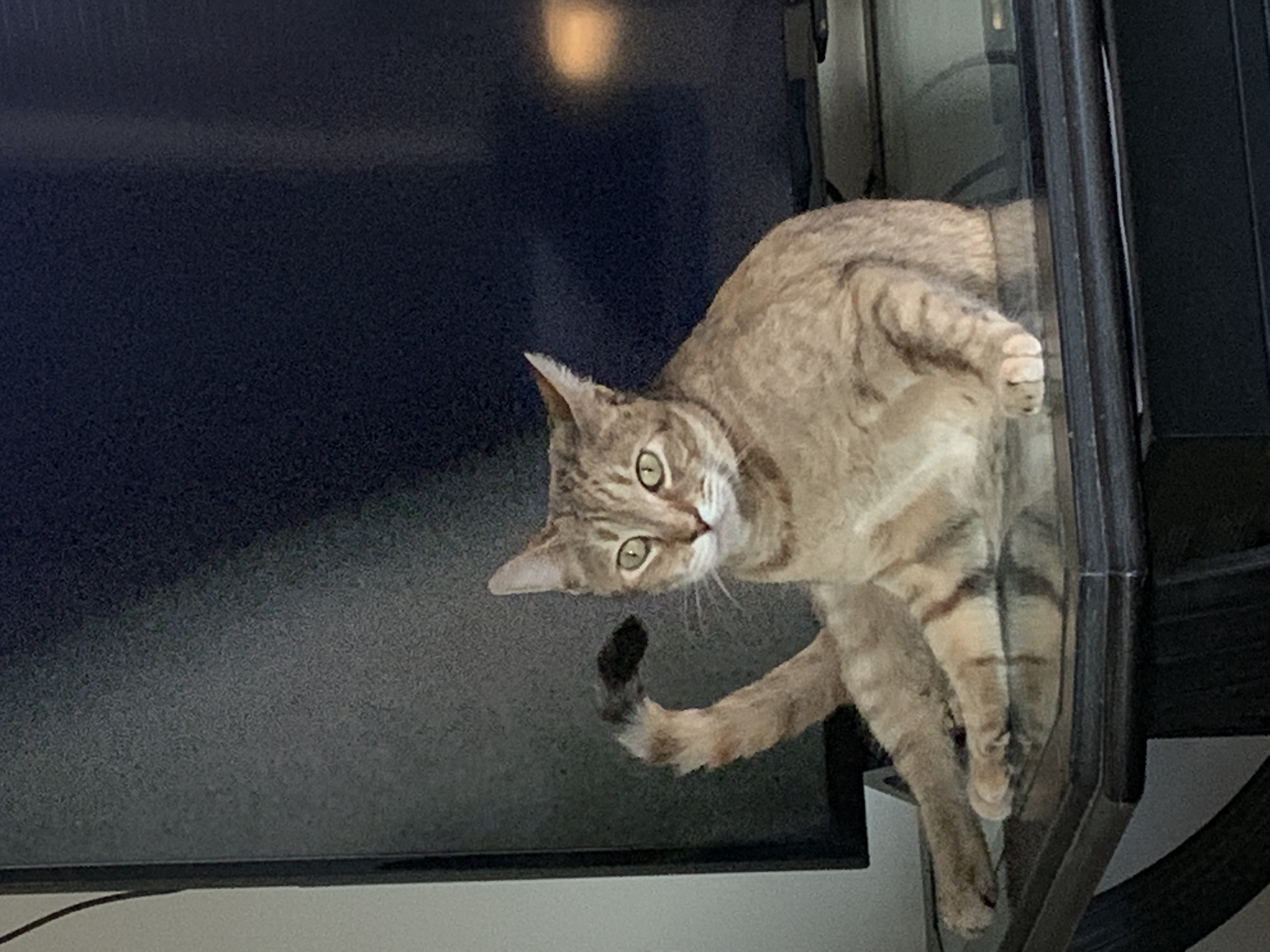 adoptable Cat in Farmington,NH named Shia (princess)